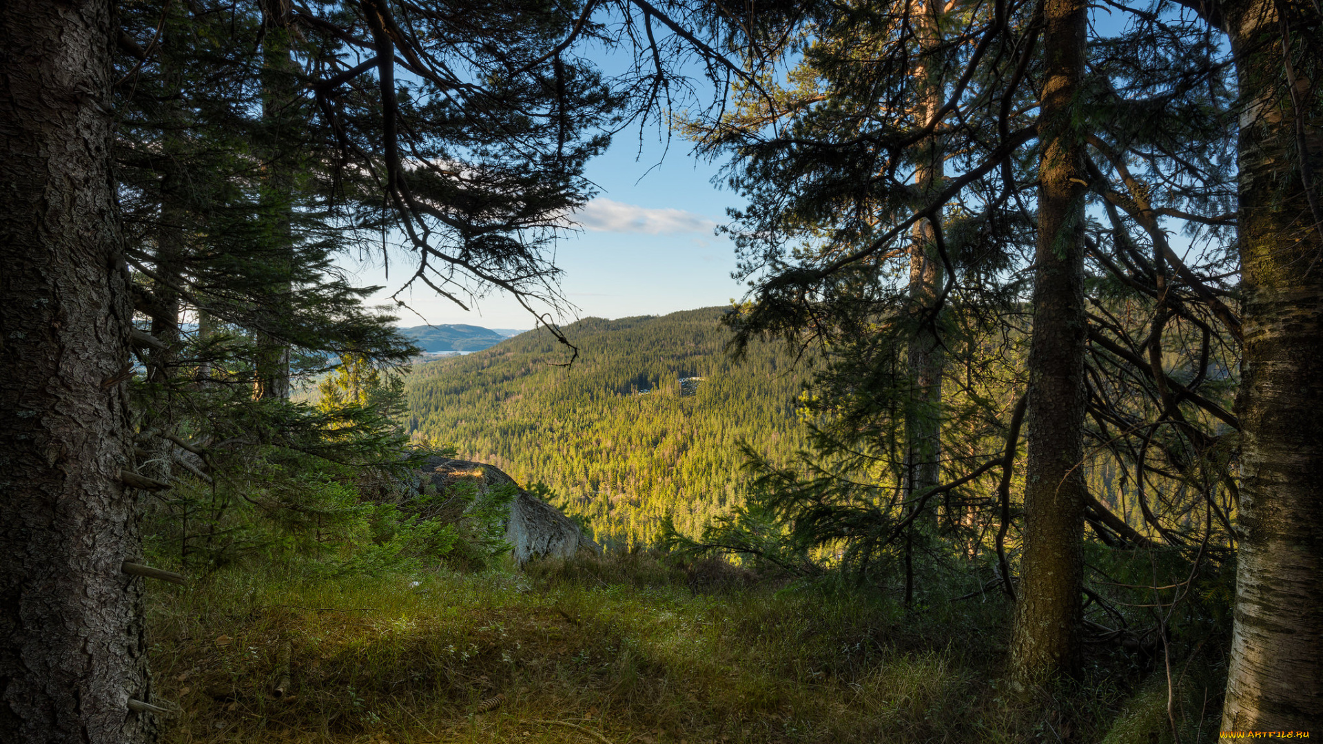 природа, лес, простор