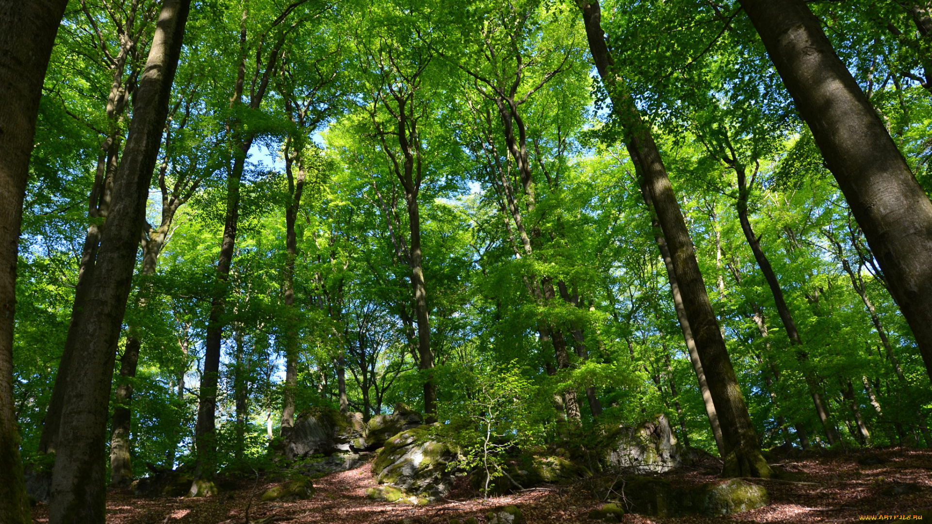 природа, лес, простор