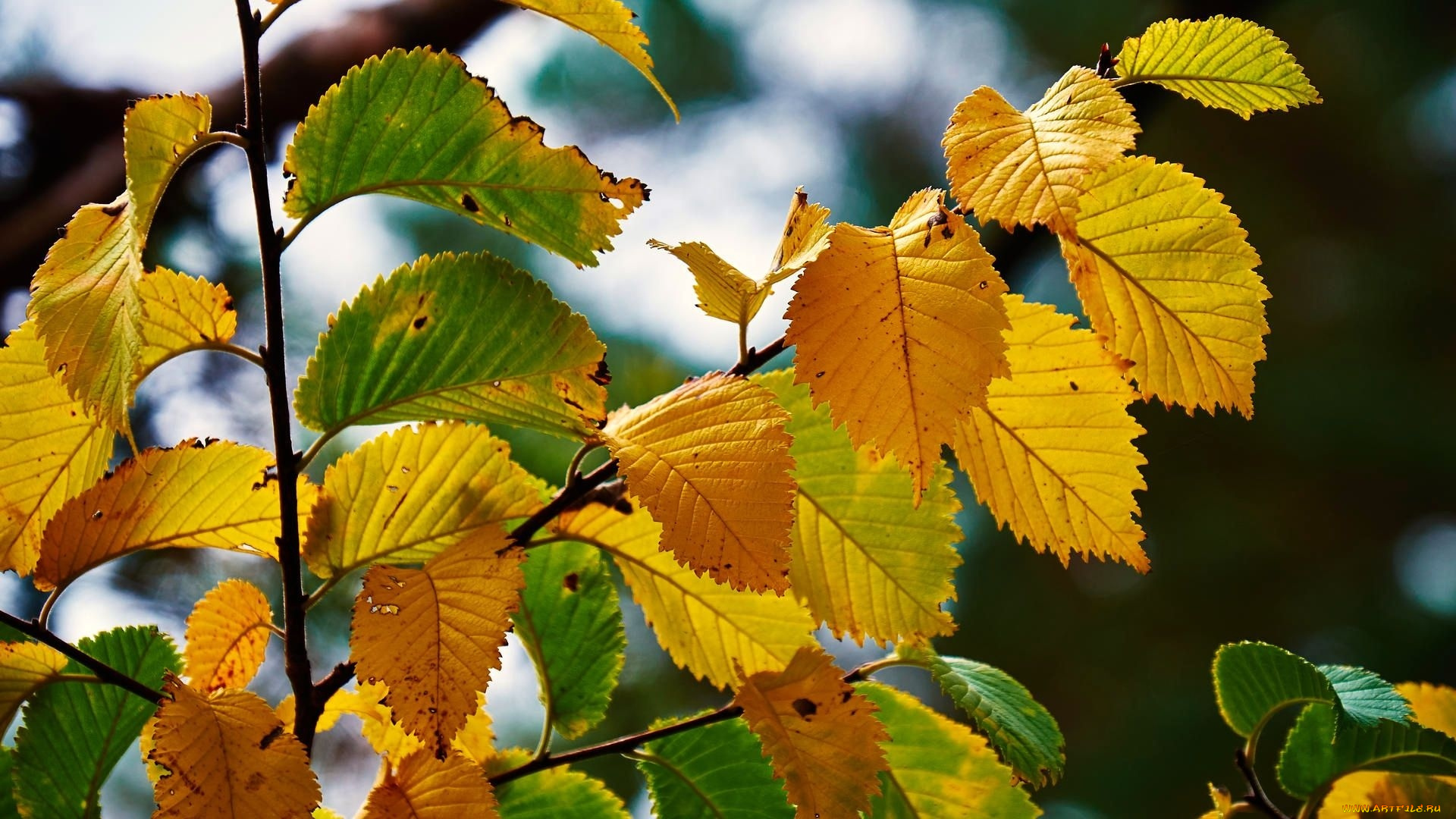 природа, листья, осень