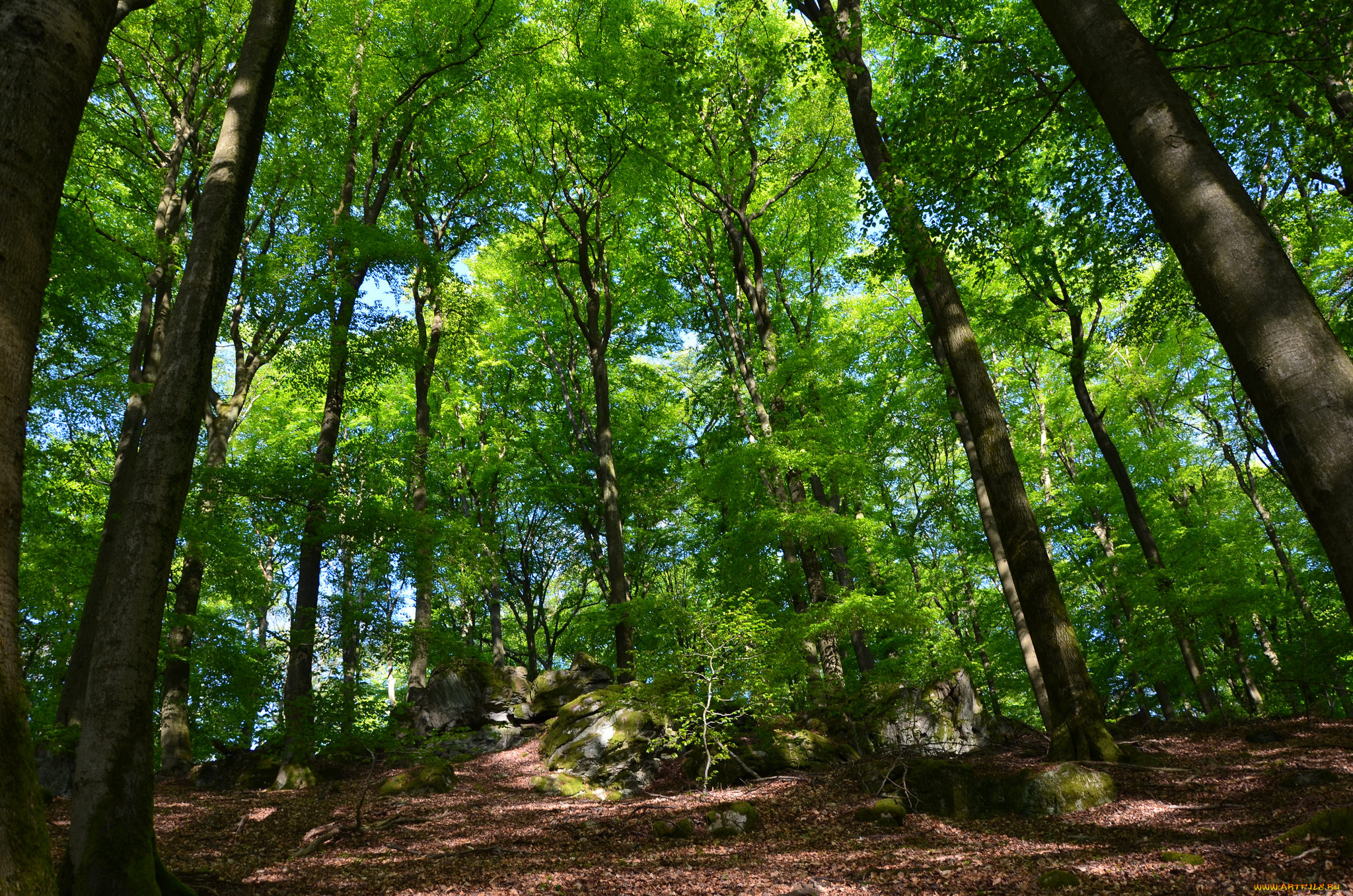 природа, лес, простор