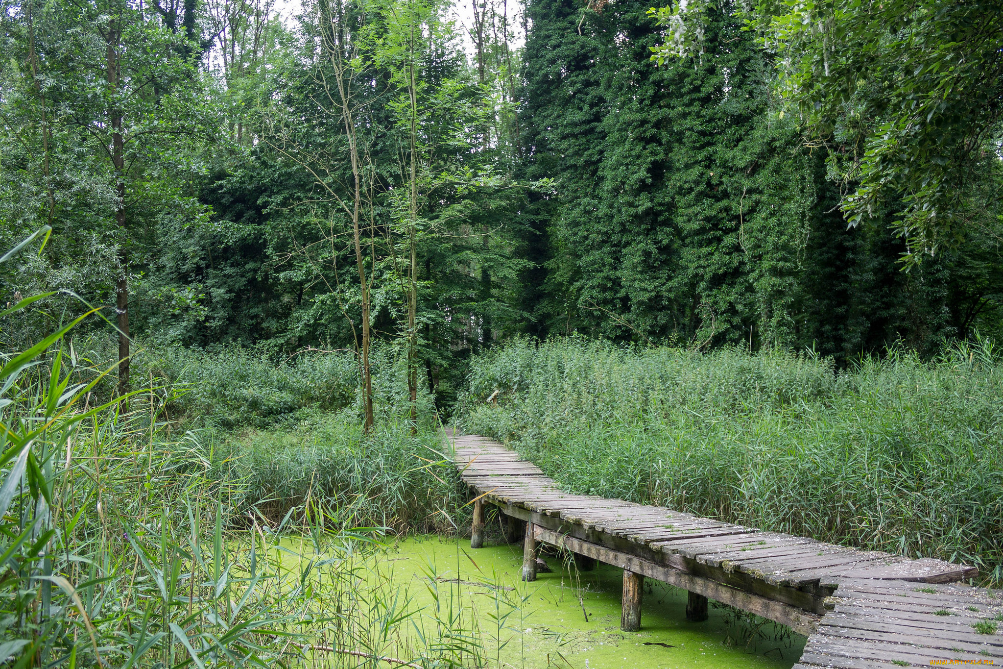 природа, реки, озера, простор