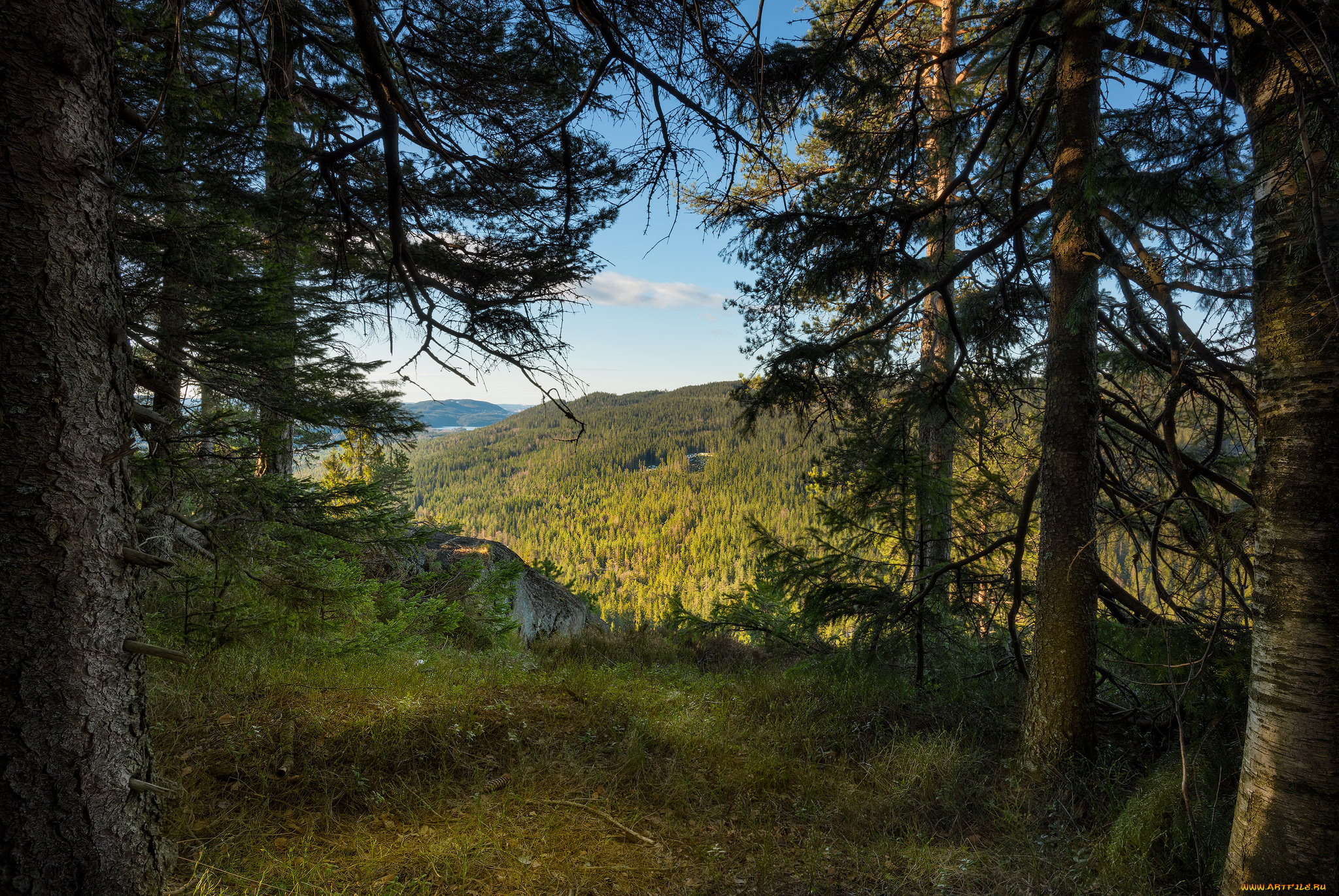 природа, лес, простор