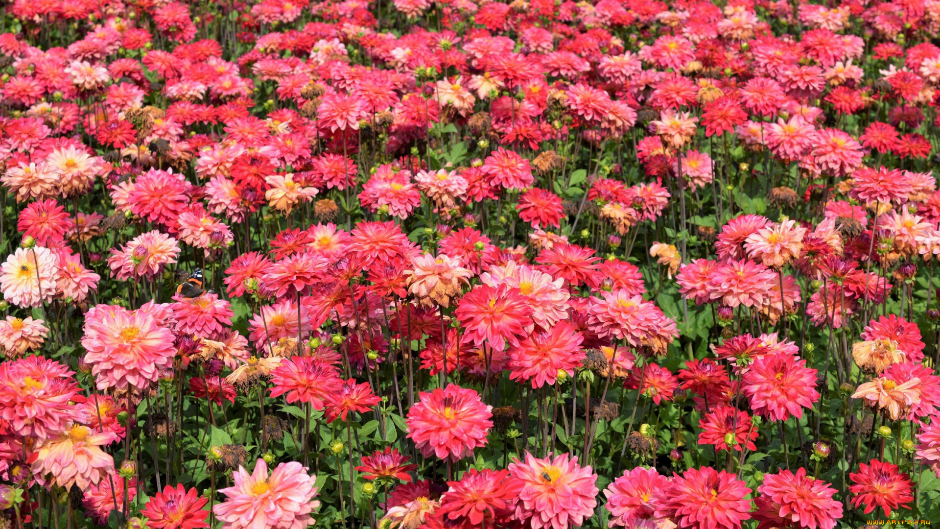 цветы, георгины, много