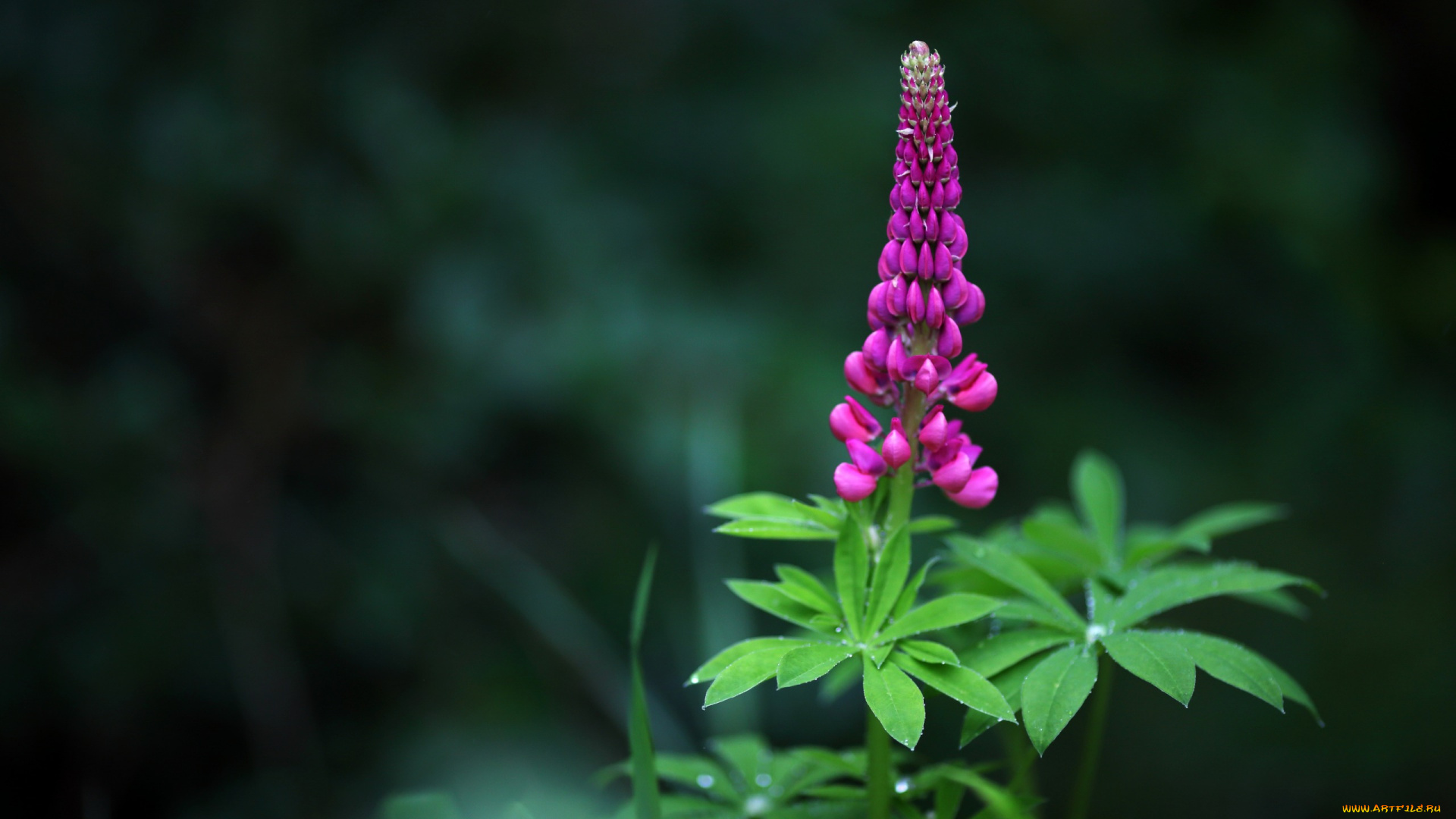 цветы, люпин