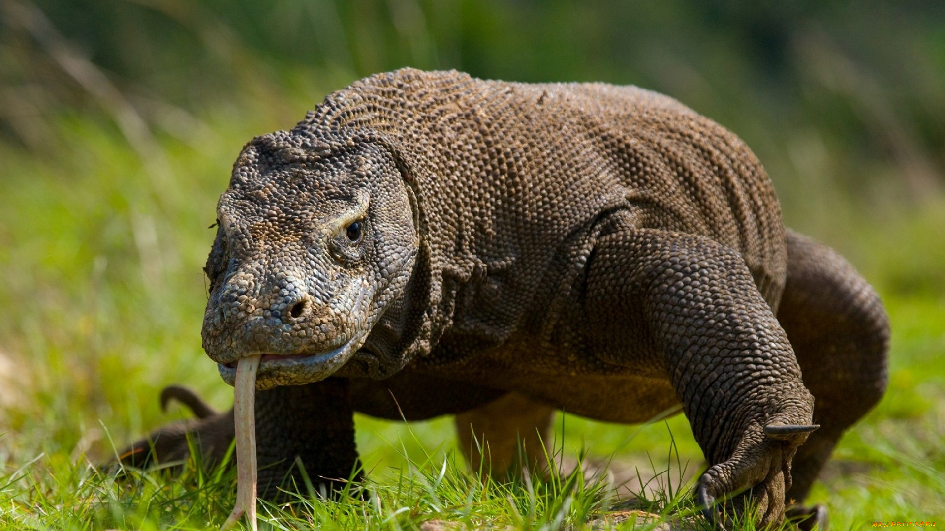 варан, комодо, животные, ящерицы, , игуаны, , вараны, варан, вараны, комодо, остров, индонезия, ящеры, хладнокровные, хвост, чешуя, дракон, рептилия