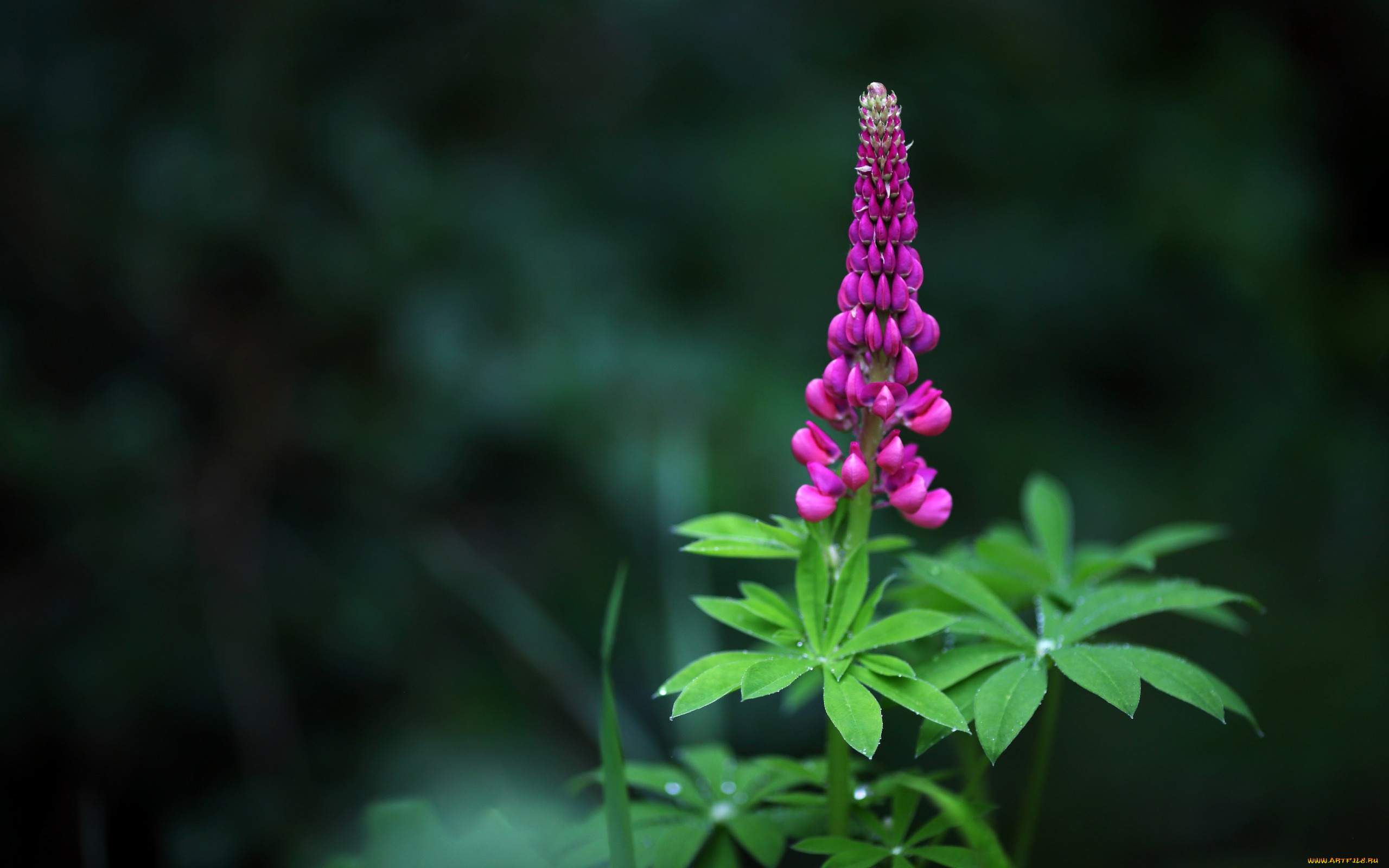 цветы, люпин