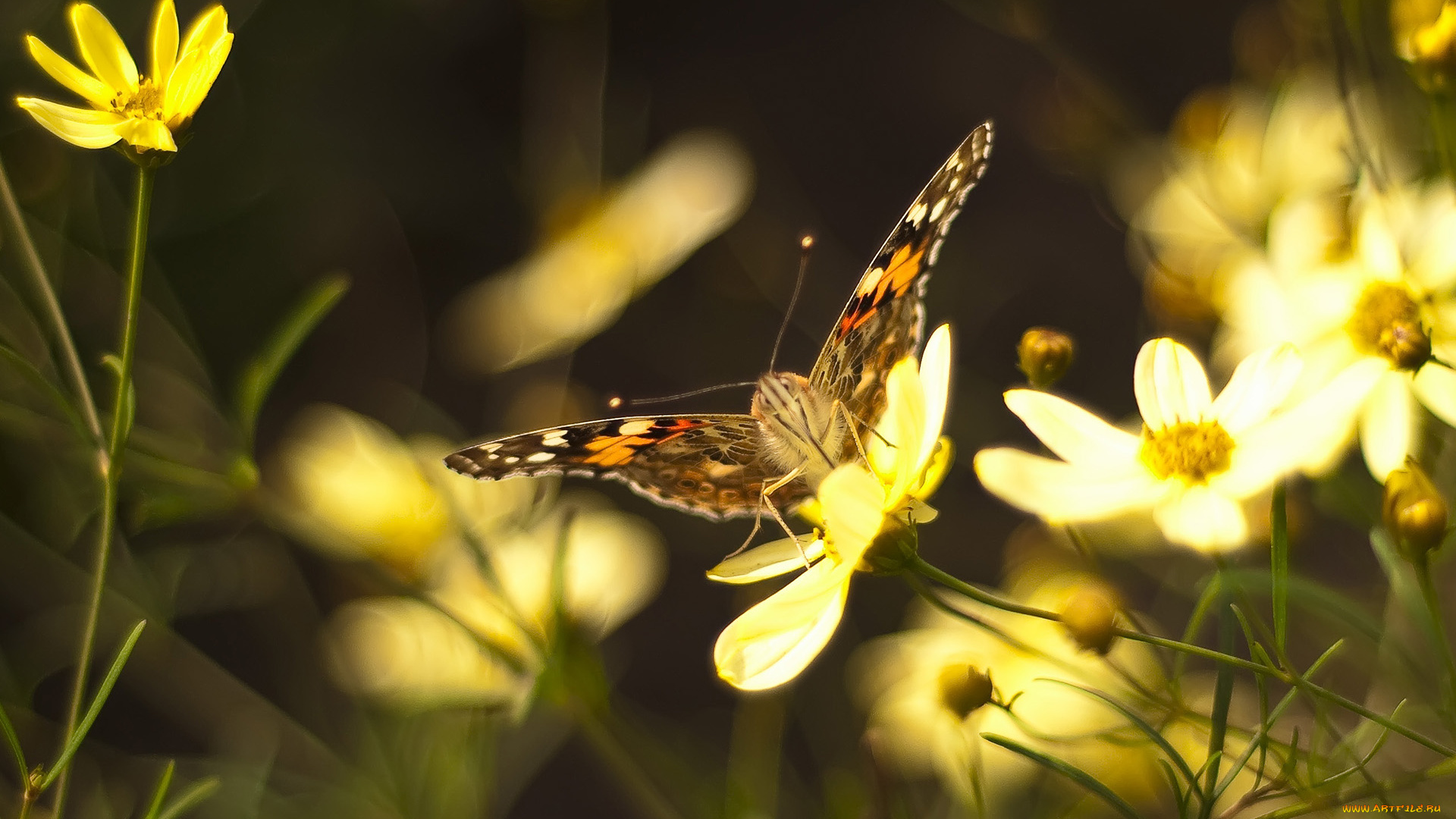 животные, бабочки, , мотыльки, , моли, бабочка, цветы