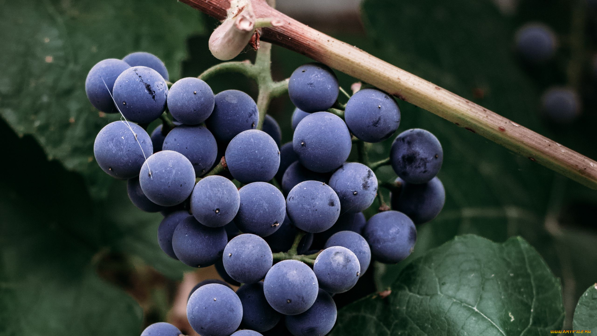 природа, ягоды, , виноград, виноград, гроздь