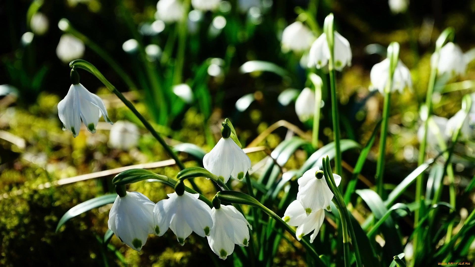 цветы, подснежники, , белоцветники, , пролески, белые, белоцветники, весна, первоцветы