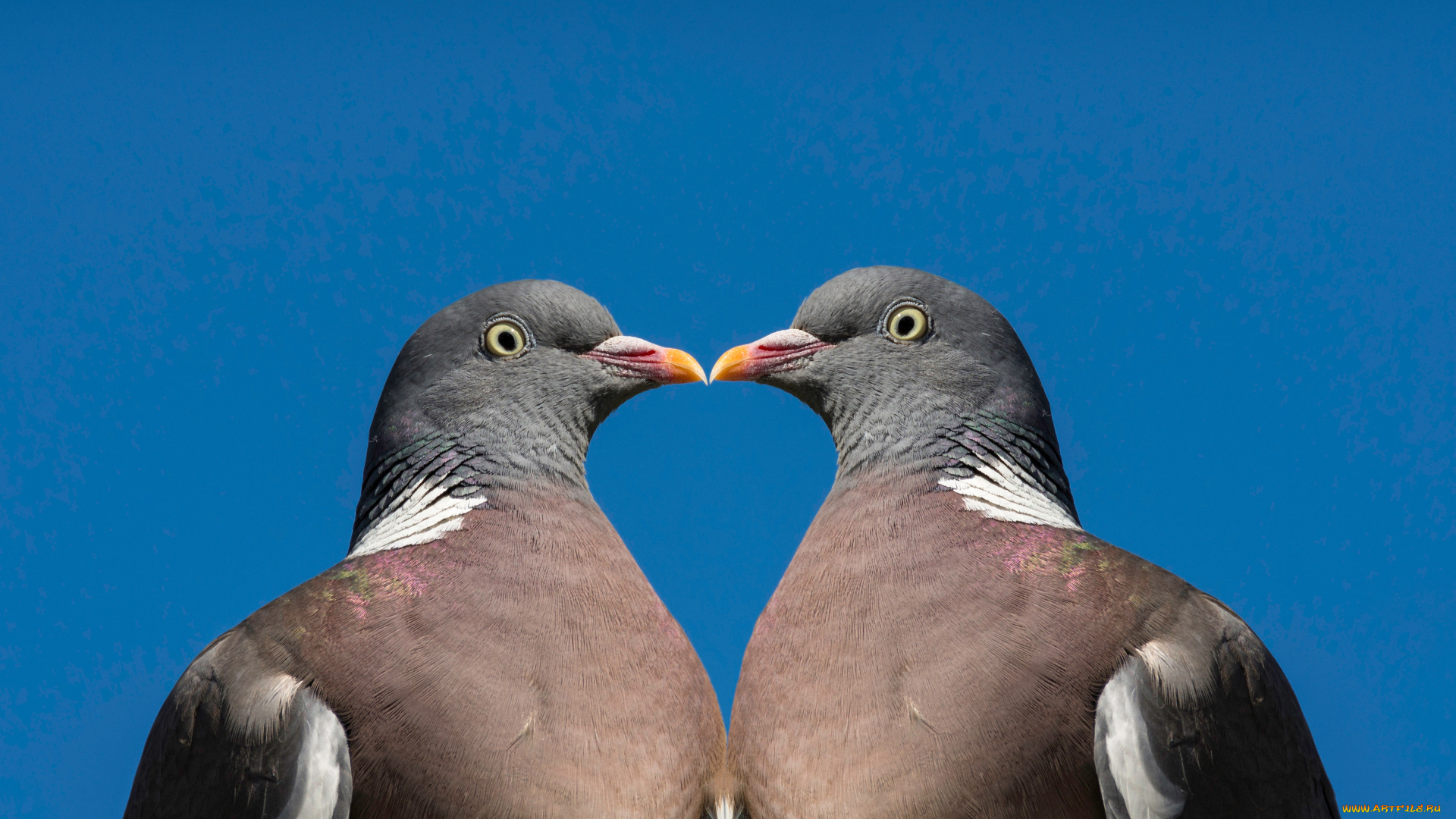 голуби, животные, птица, фауна, дикая, природа, взгляд