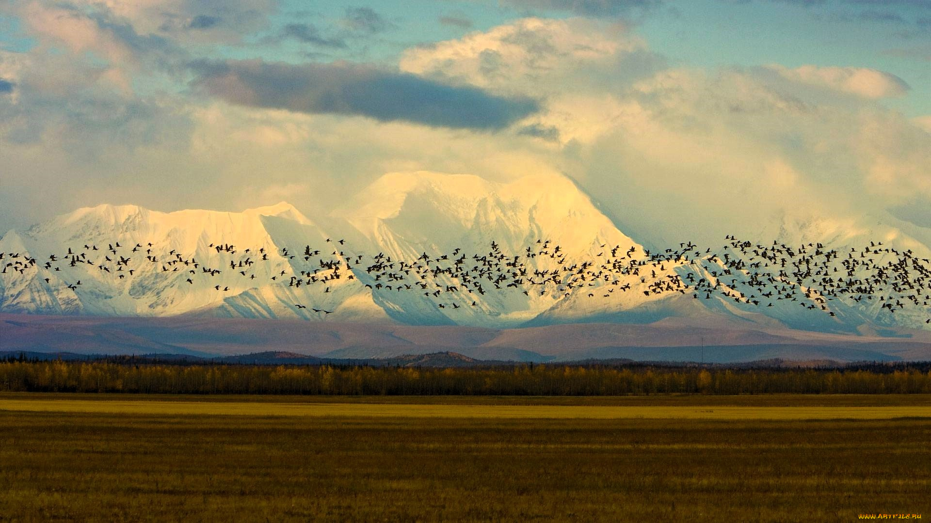 природа, горы, лес, поле, птицы, стая