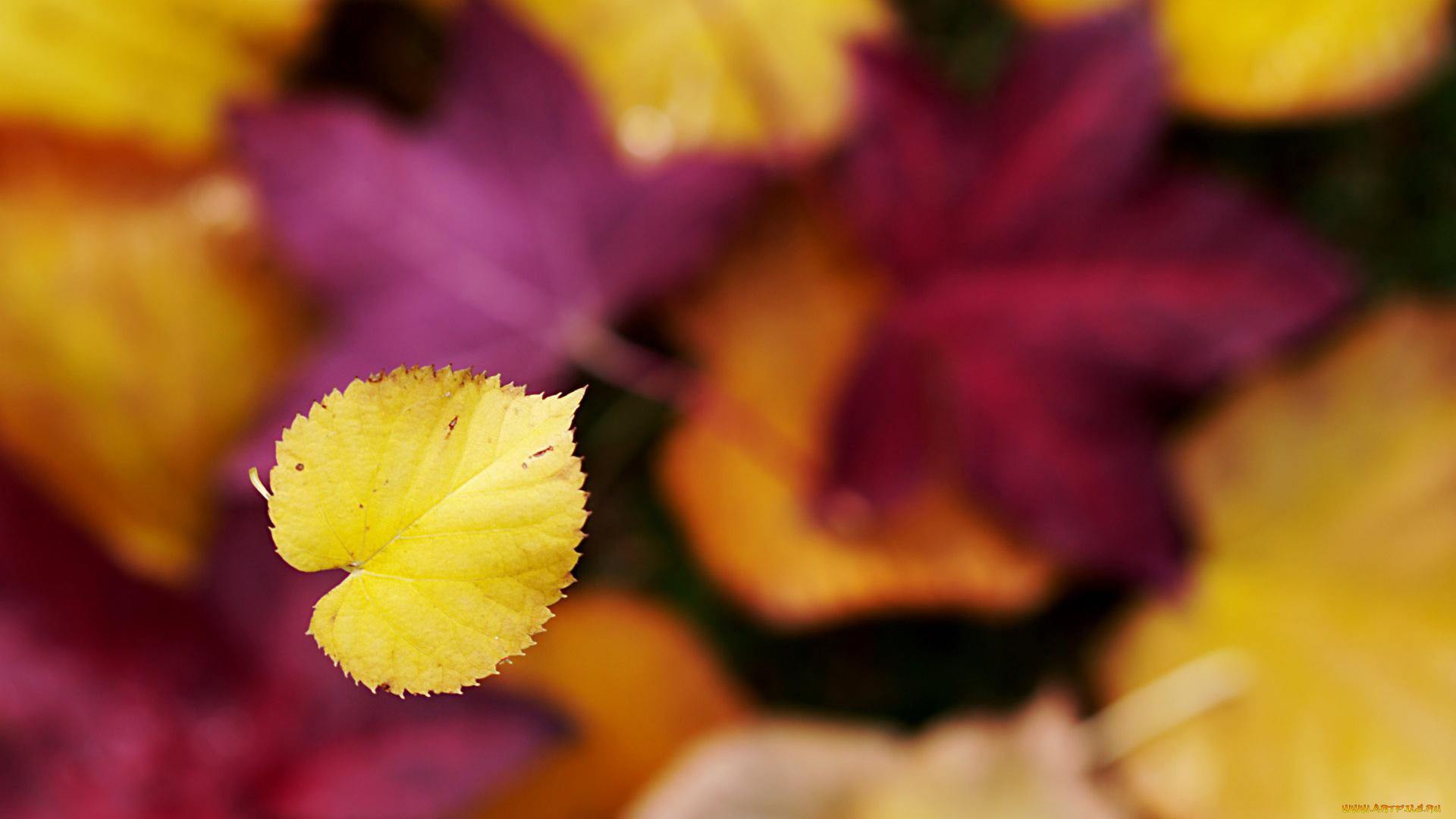 природа, листья, осень