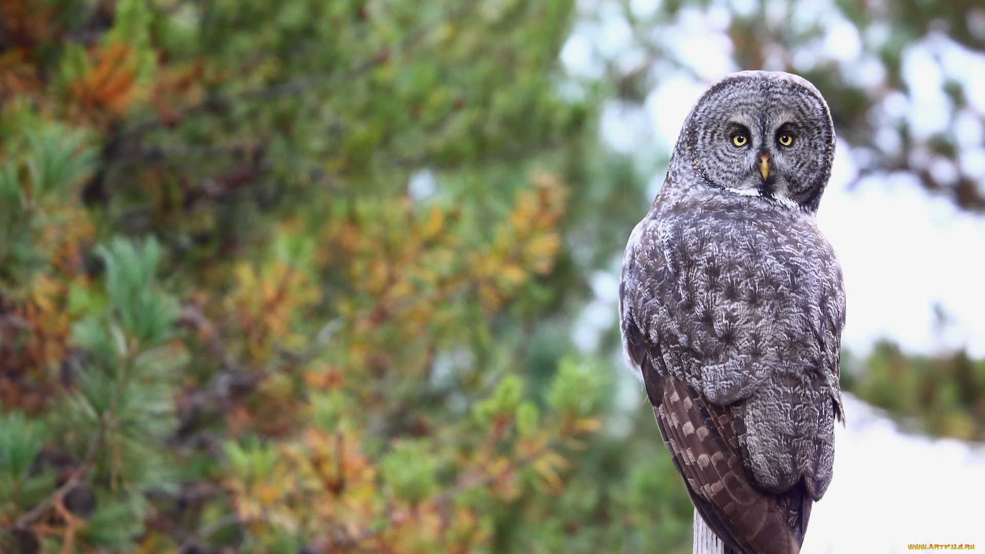 сова, животные, совы, птица, фауна, дикая, природа