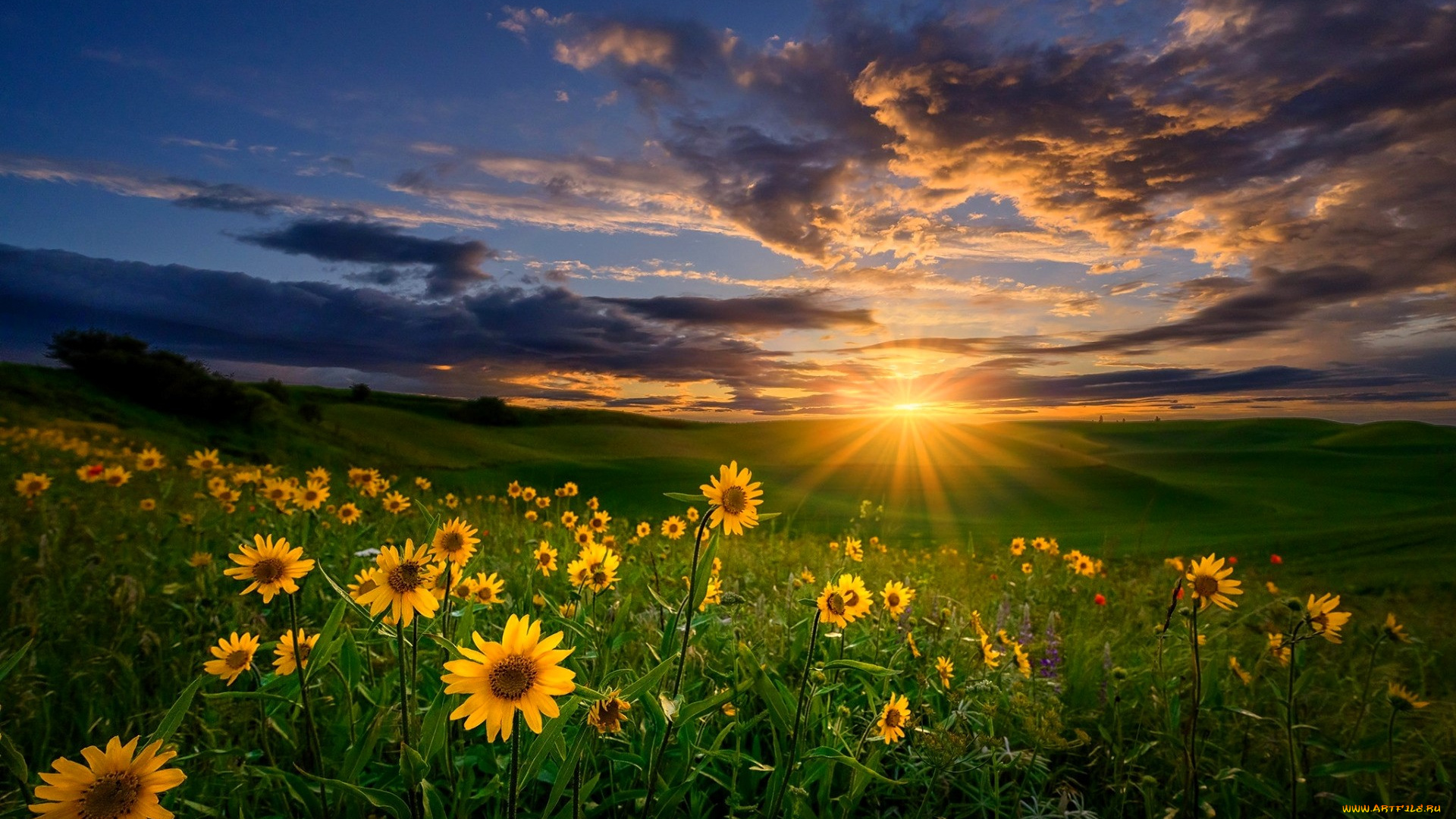 природа, луга, цветы, небо, облака, солнце