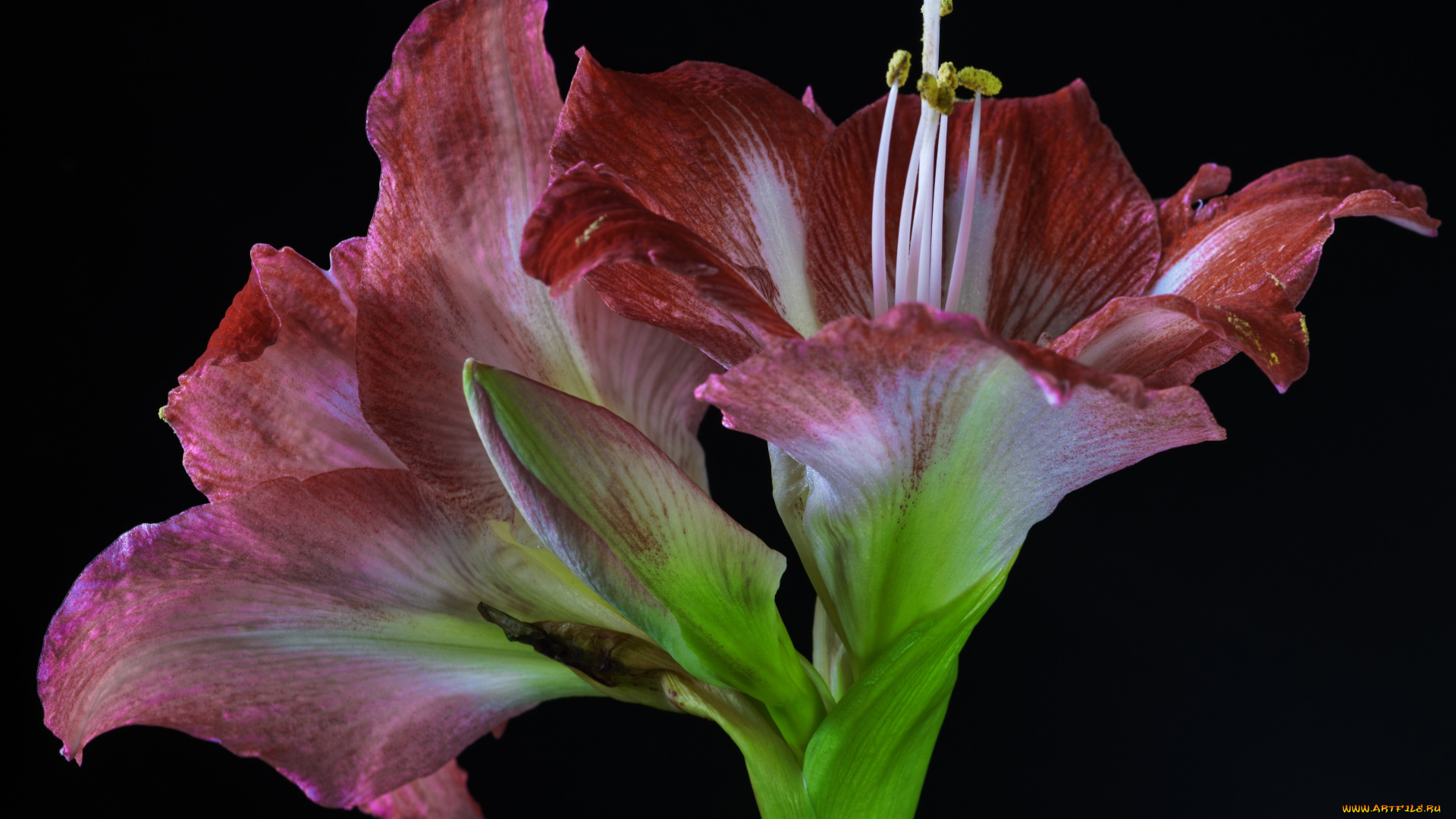 цветы, амариллисы, , гиппеаструмы