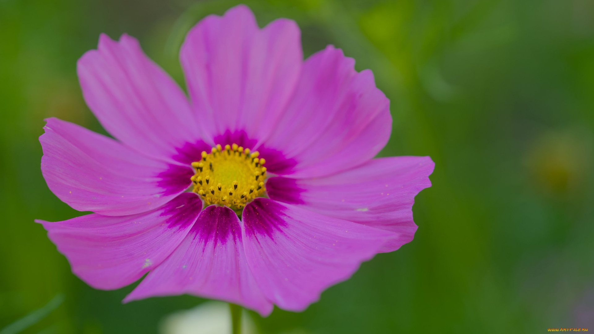 цветы, космея, розовая, макро