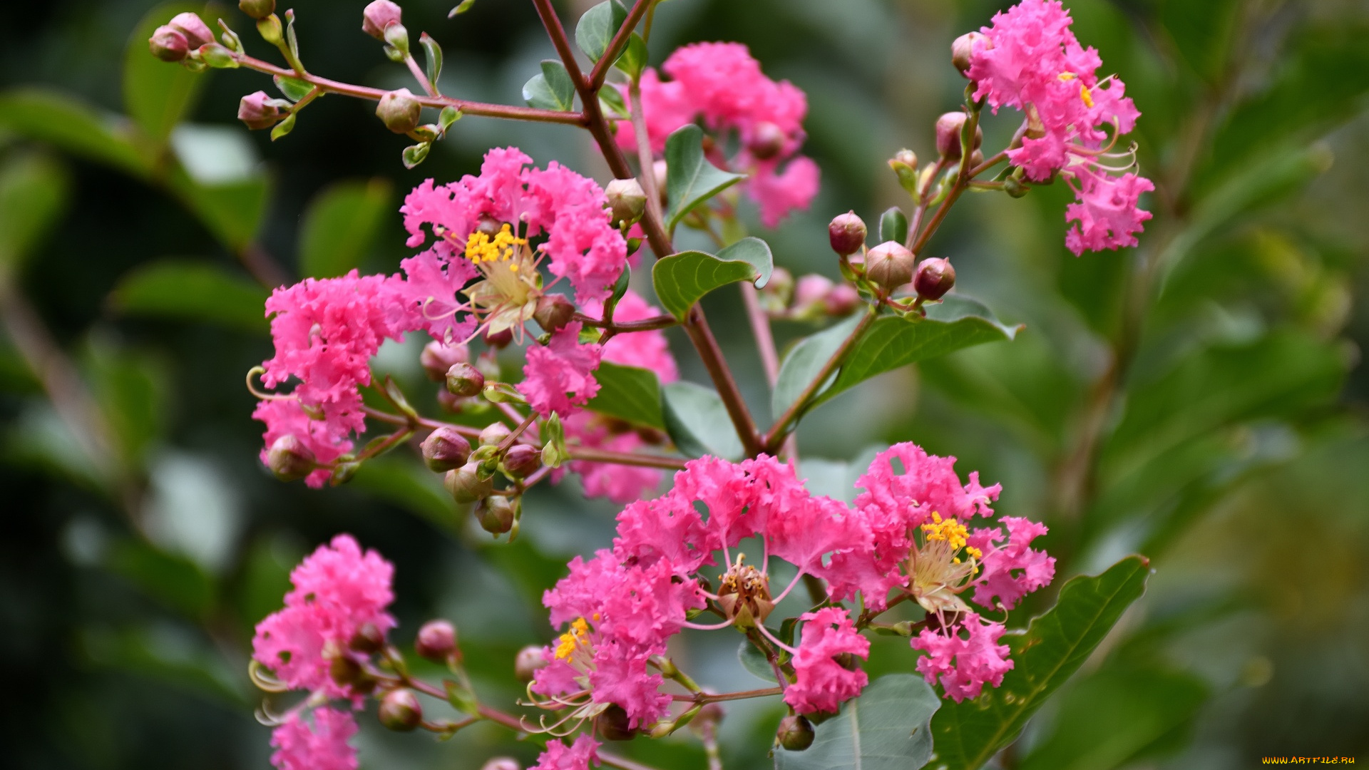 цветы, лагерстрёмия, , индийская, сирень, ветка, розовые, соцветия