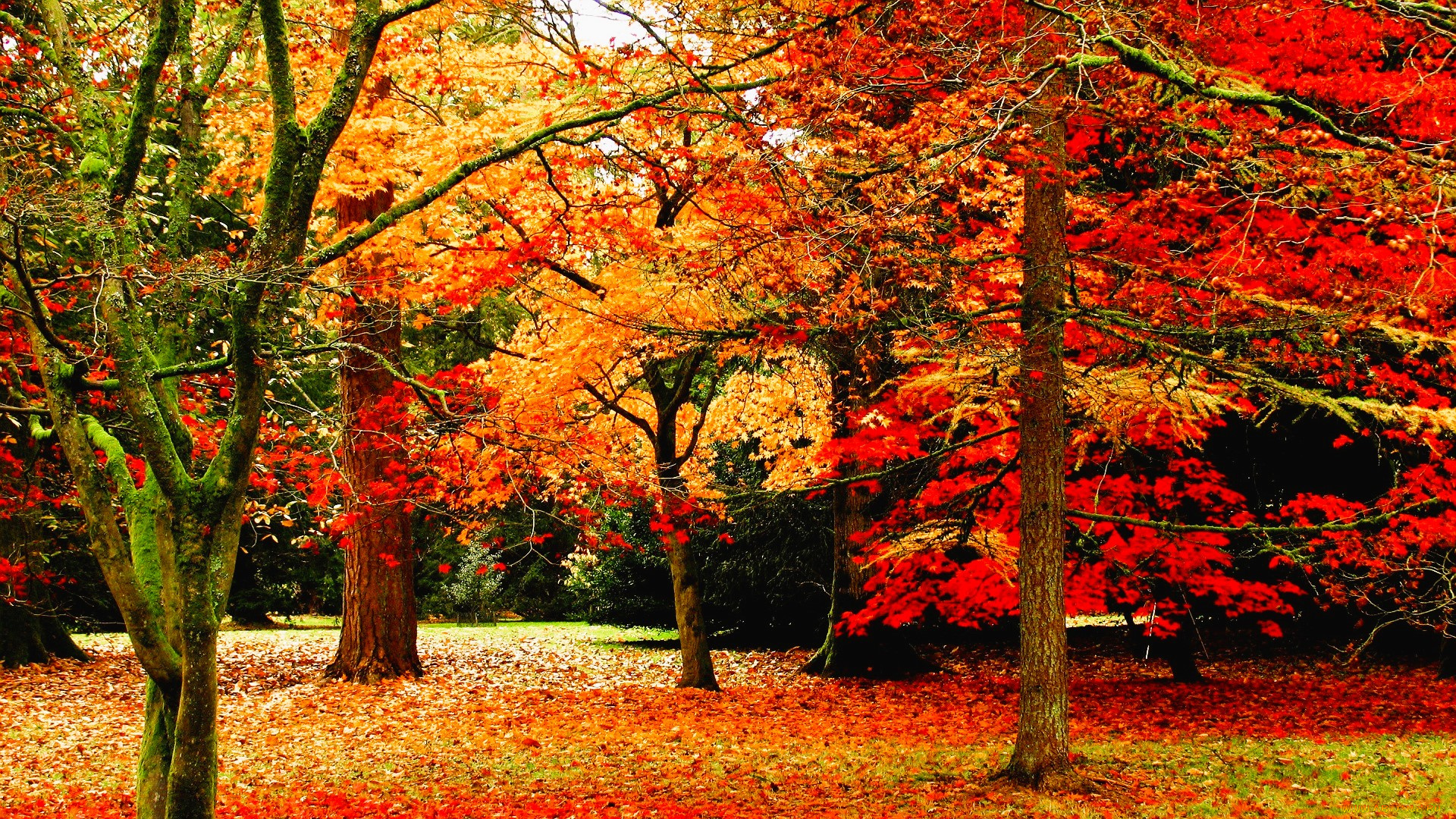 природа, лес, деревья, осень, листья