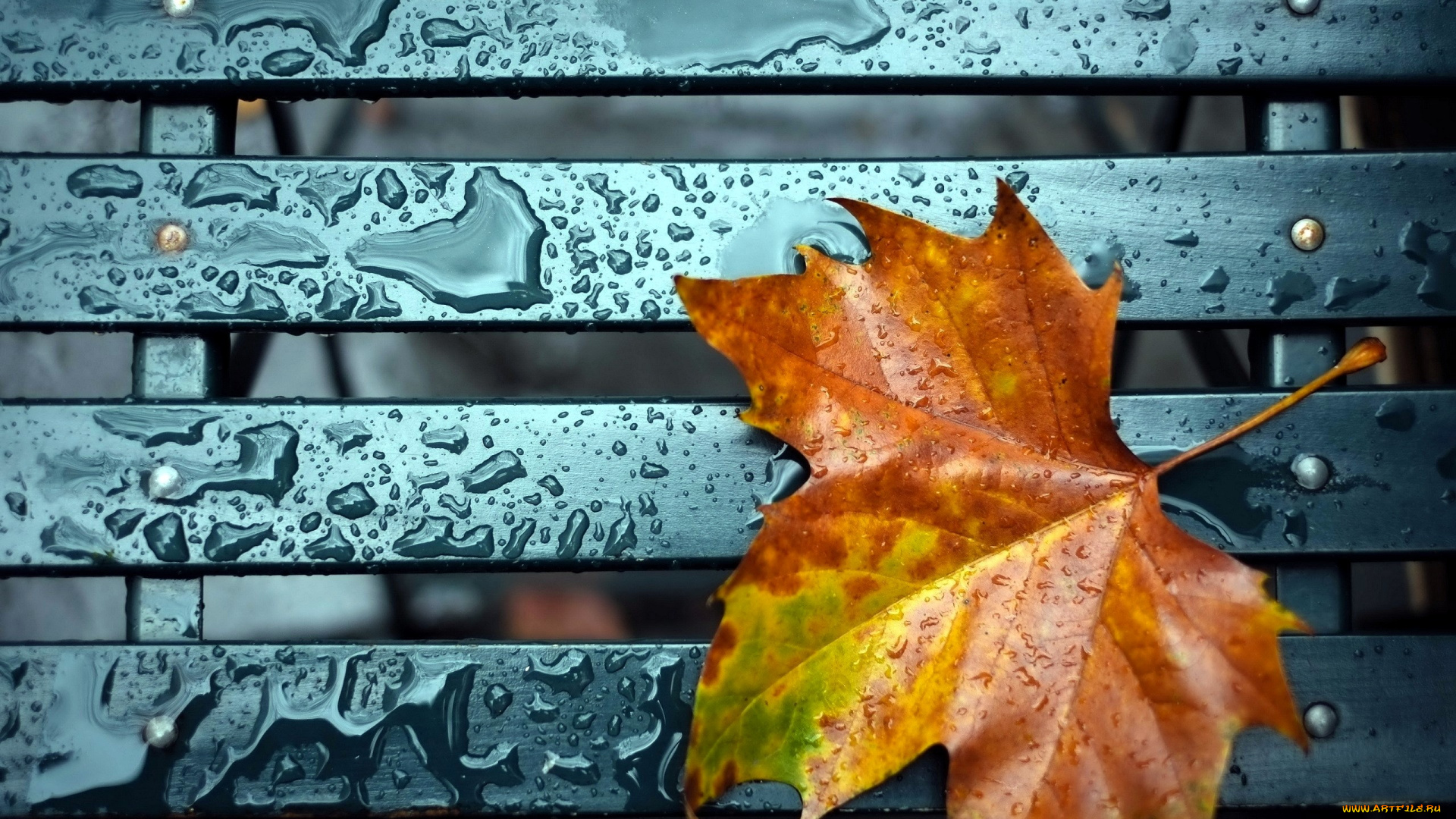 природа, листья, лист, осень, кленовый, капли, дождь, скамейка