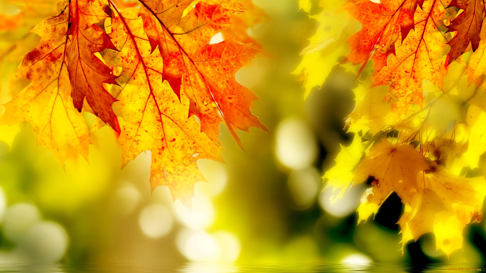 природа, листья, осень, блики, вода