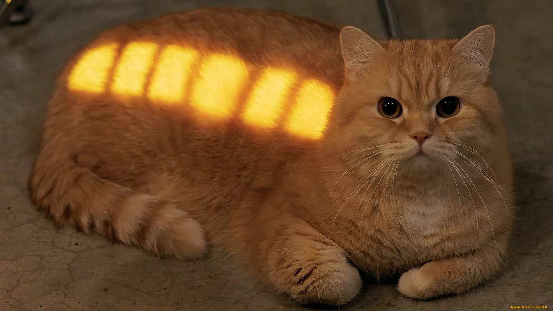 животные, коты, кот