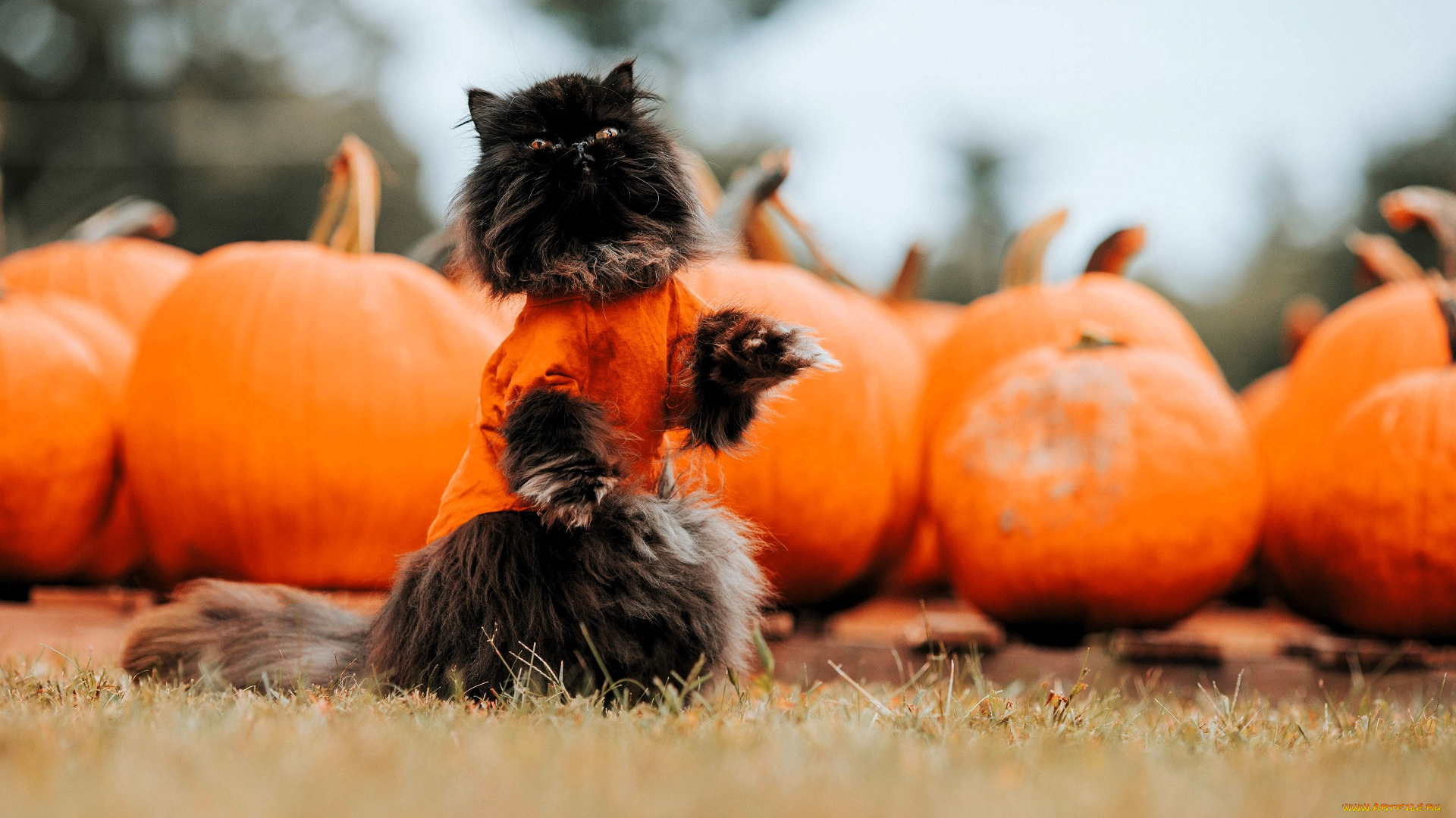 животные, коты, кот, свитер, тыквы