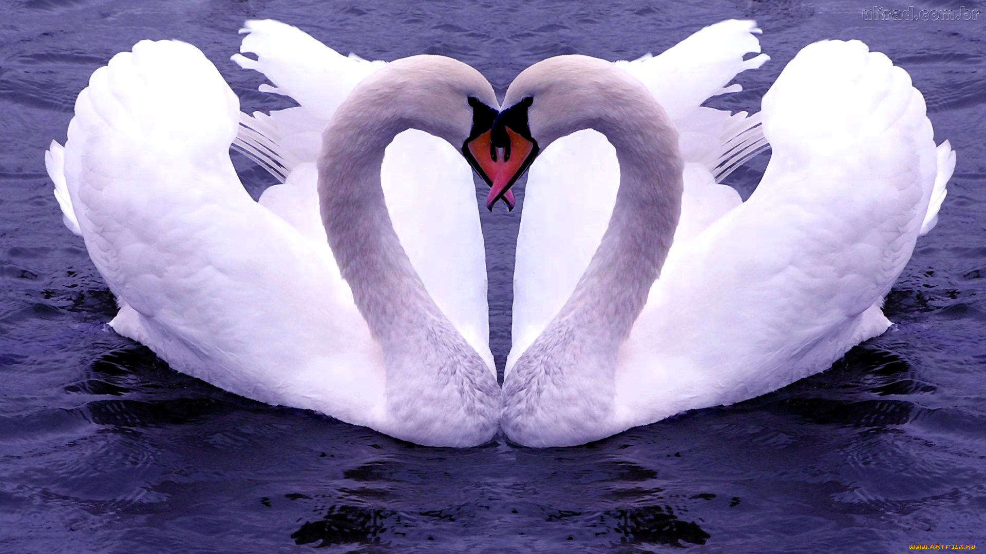 животные, лебеди, пара, вода