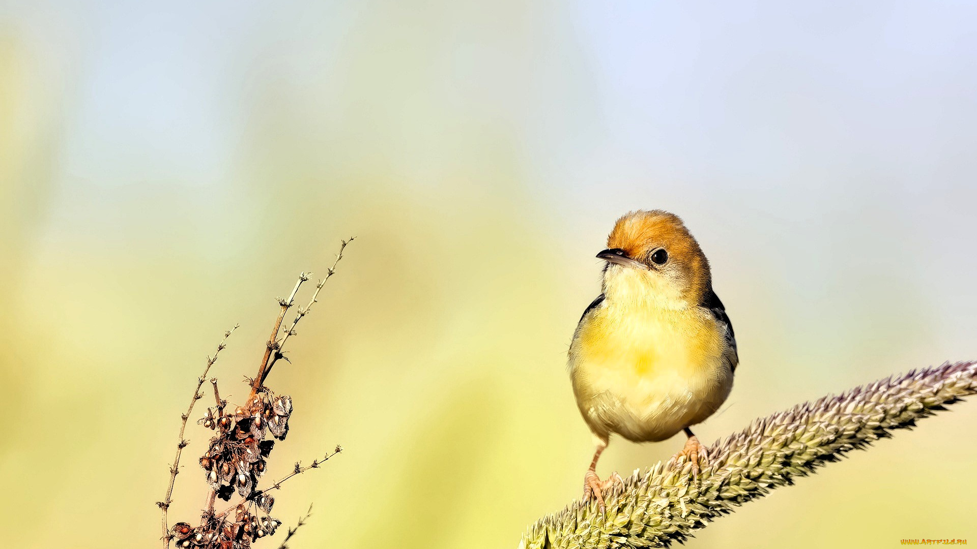 животные, щеглы, , чижи, птица, чиж, колос