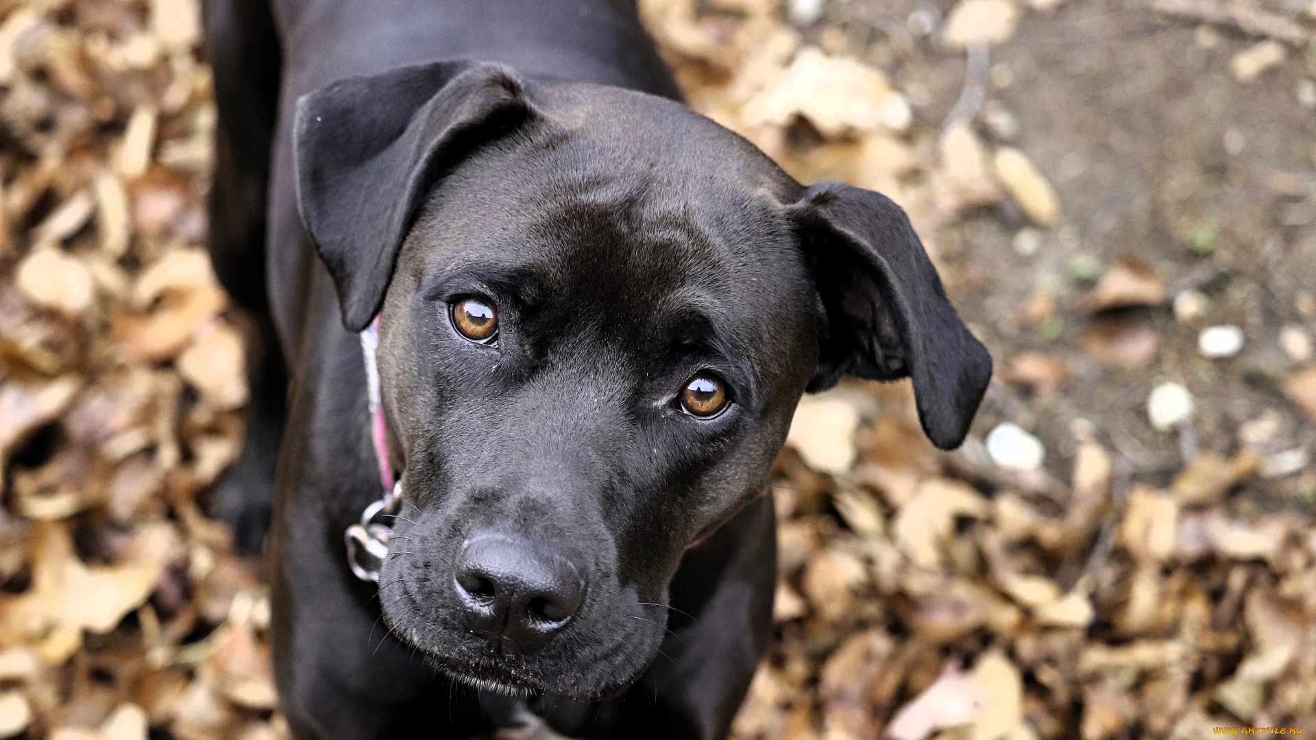 животные, собаки, пес, лабрадор, черный, осень, листья