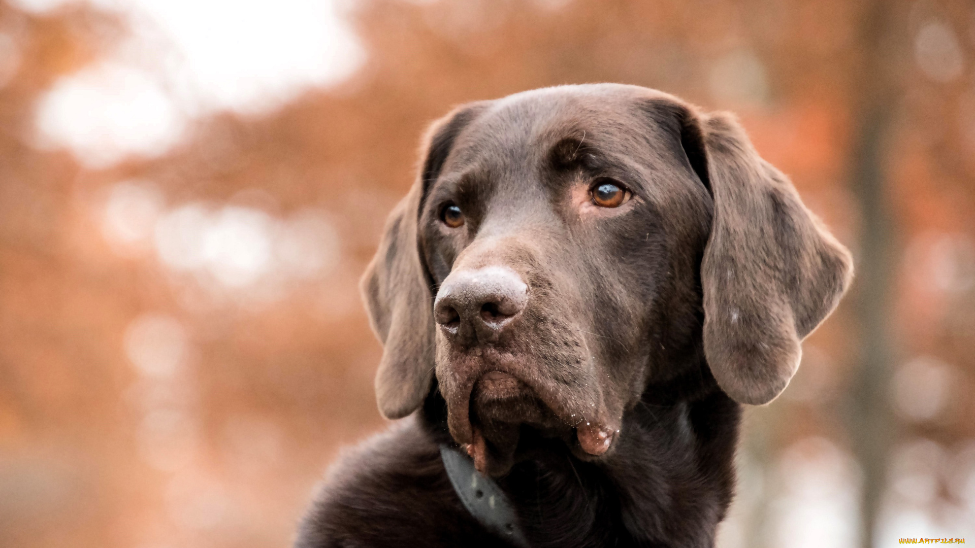 животные, собаки, пес, лабрадор, черный, осень