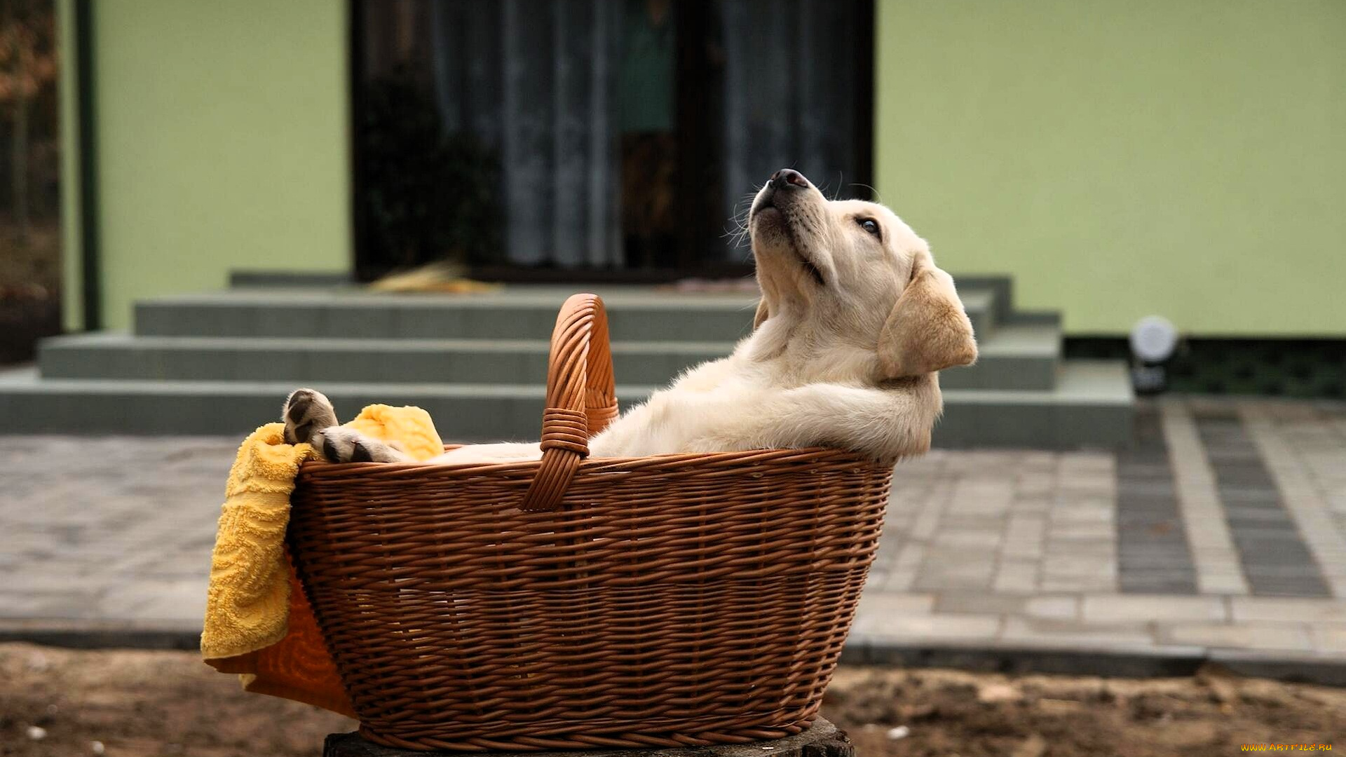 животные, собаки, щенок, корзина, двор