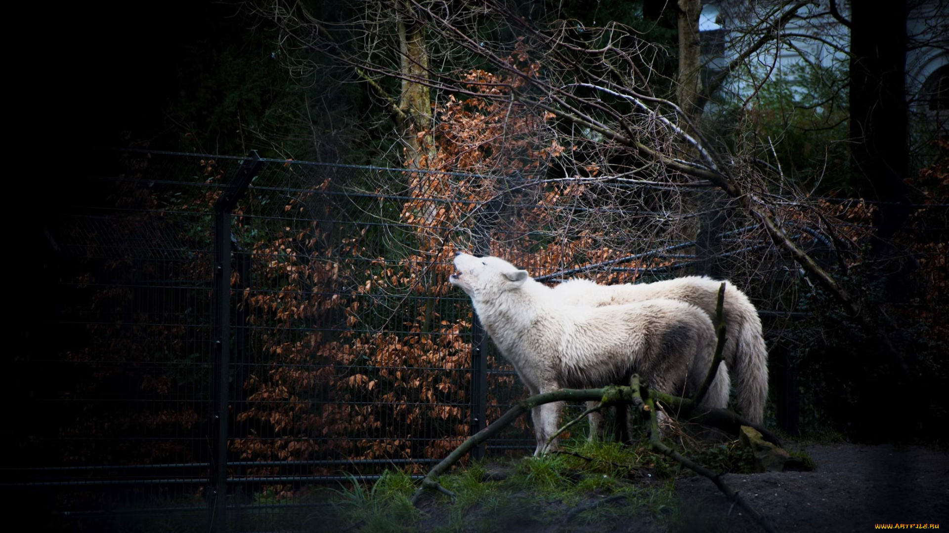 животные, волки, , койоты, , шакалы, белые, вой, забор, осень, лес