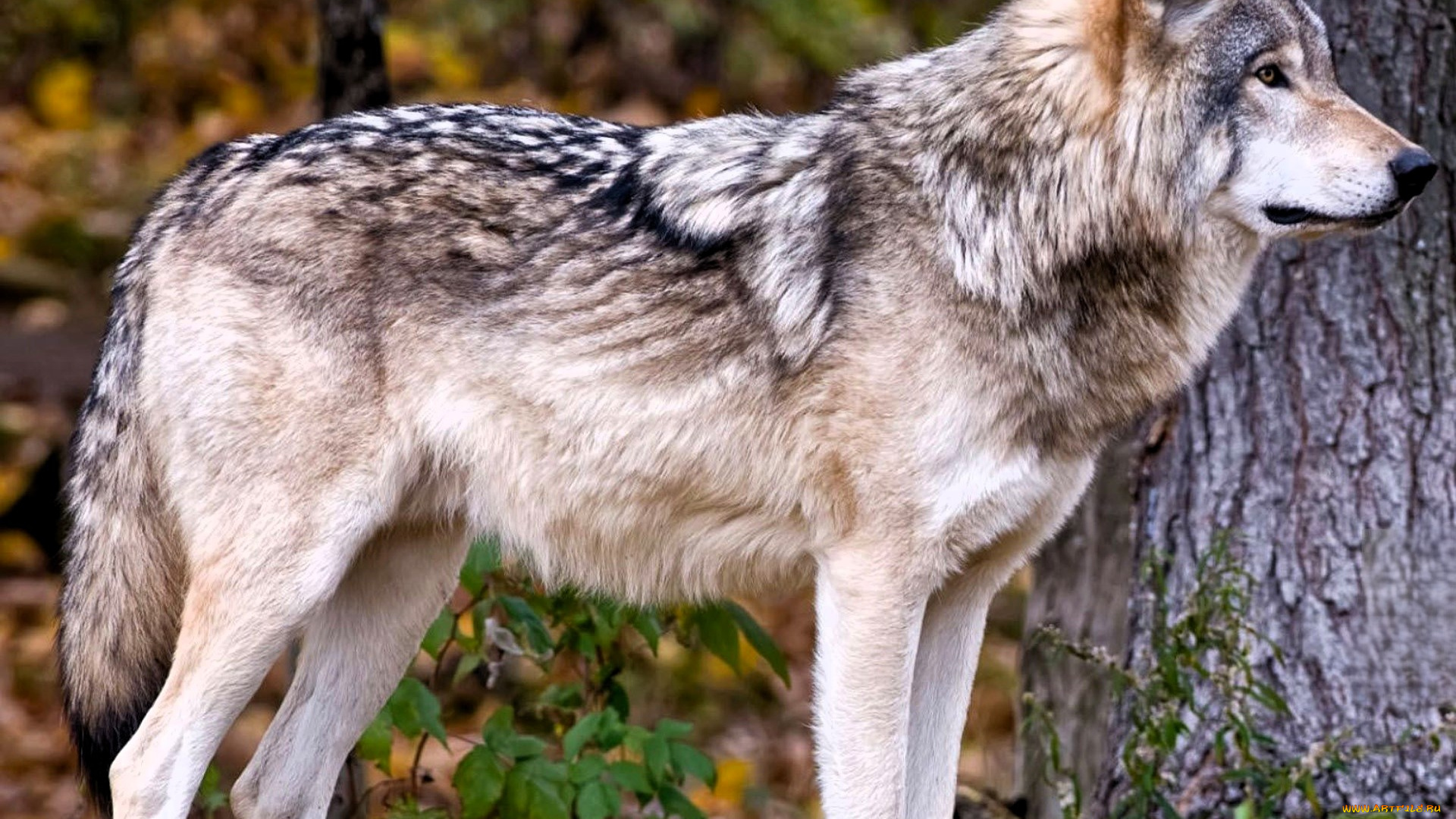 животные, волки, , койоты, , шакалы, волк, лес, осень