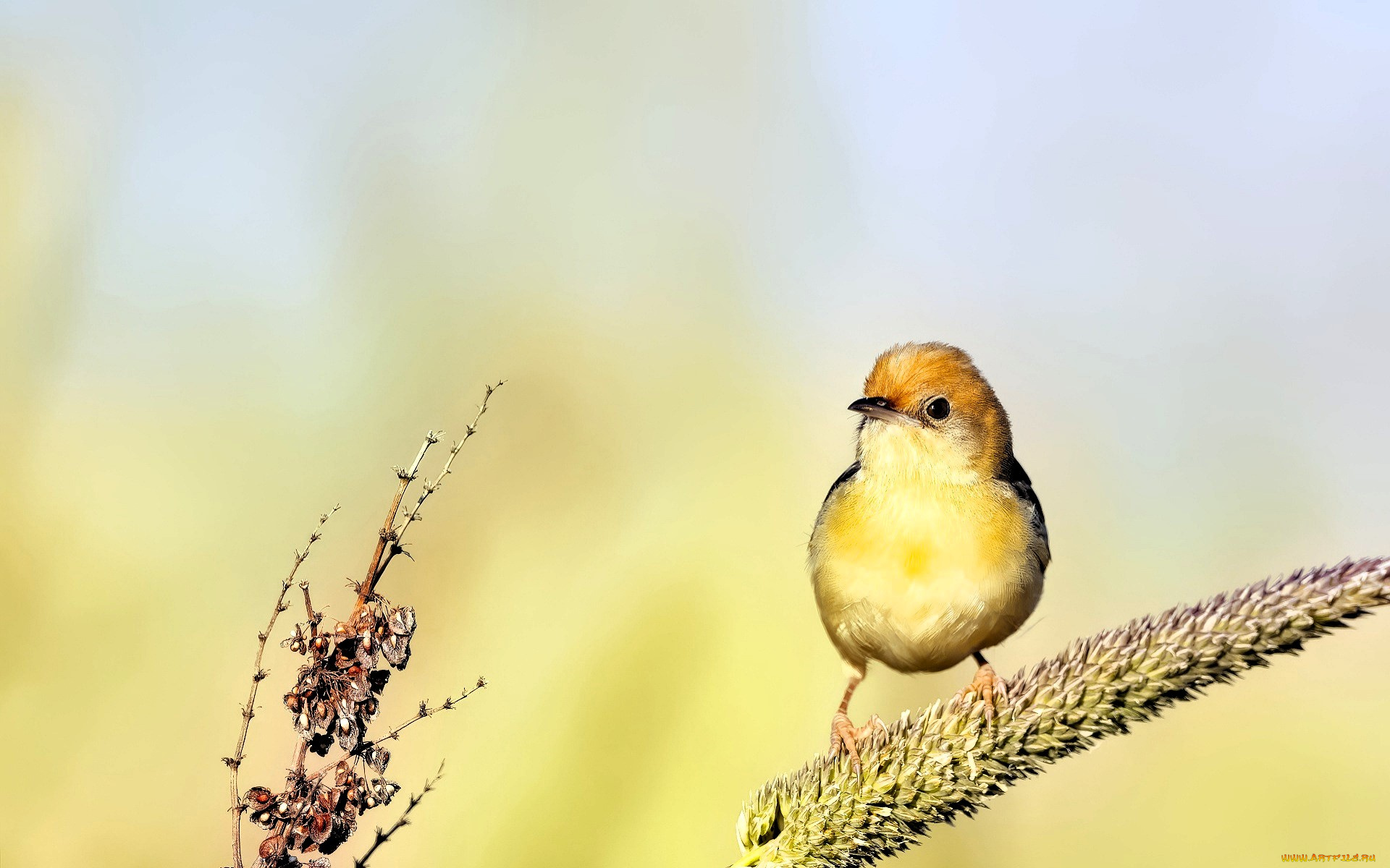 животные, щеглы, , чижи, птица, чиж, колос