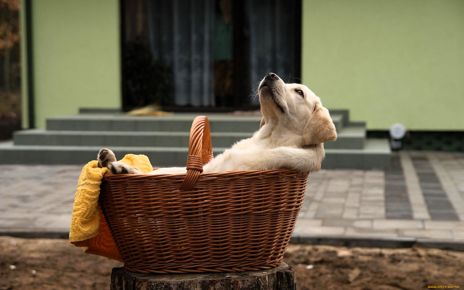 животные, собаки, щенок, корзина, двор