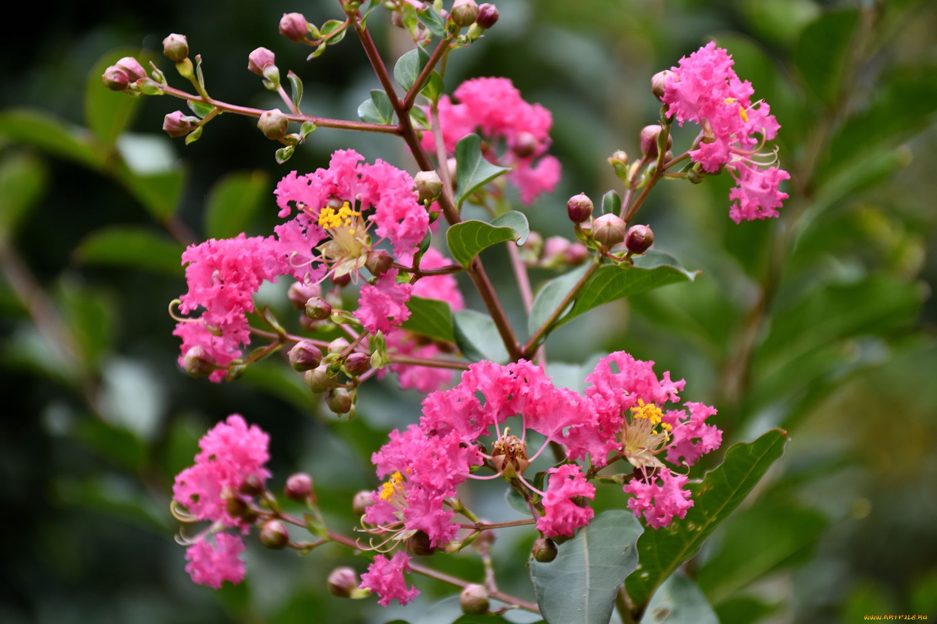 цветы, лагерстрёмия, , индийская, сирень, ветка, розовые, соцветия