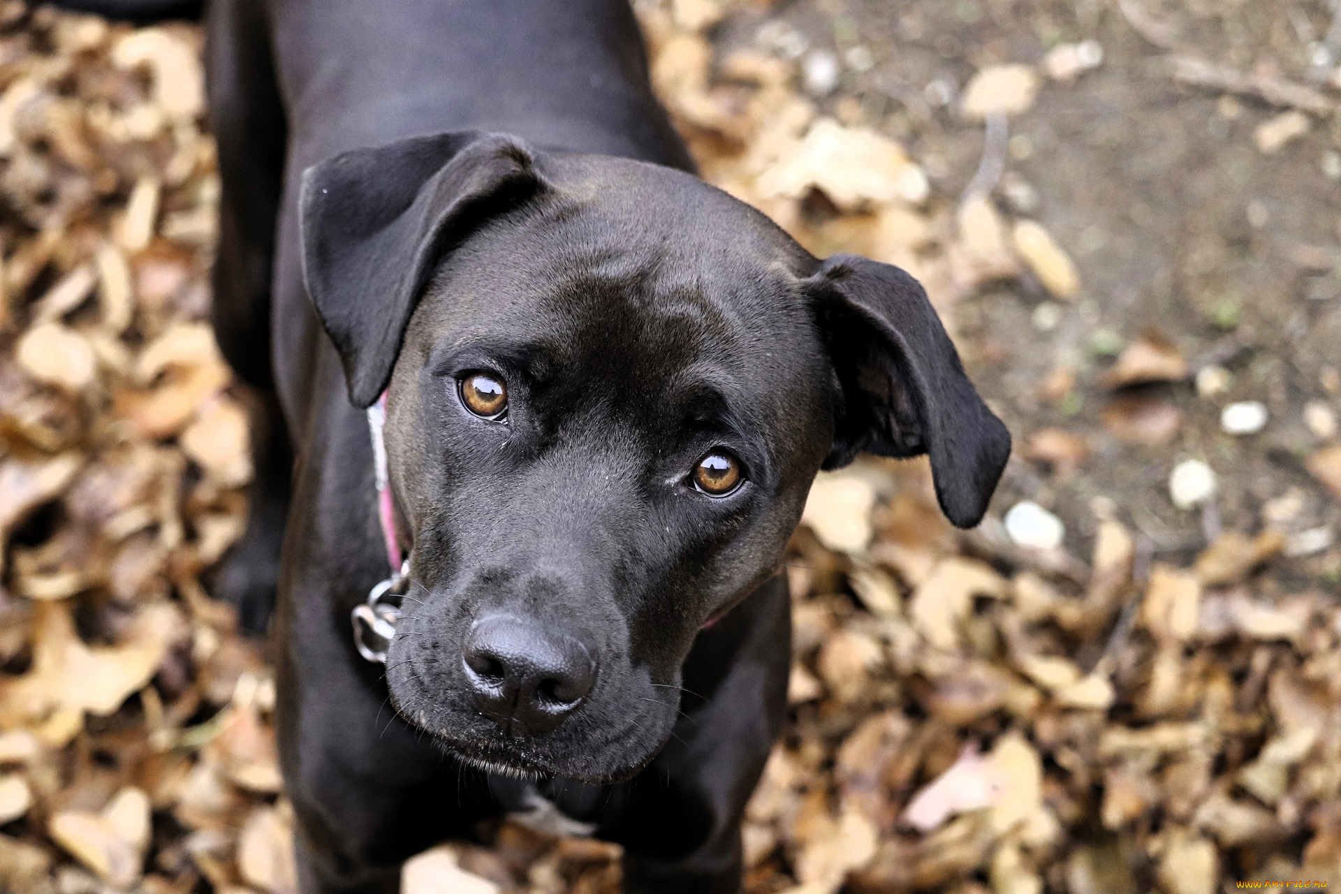 животные, собаки, пес, лабрадор, черный, осень, листья