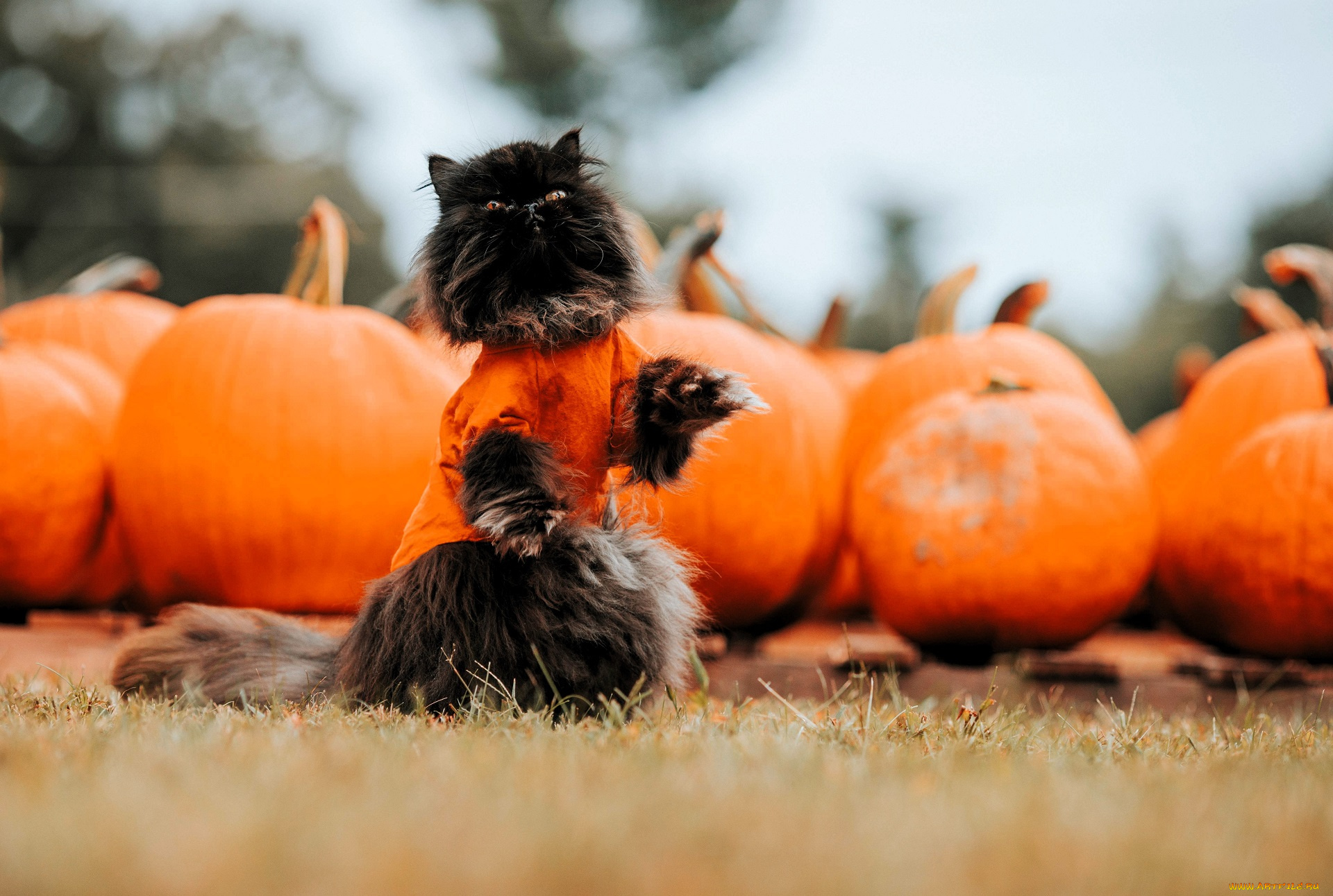 животные, коты, кот, свитер, тыквы