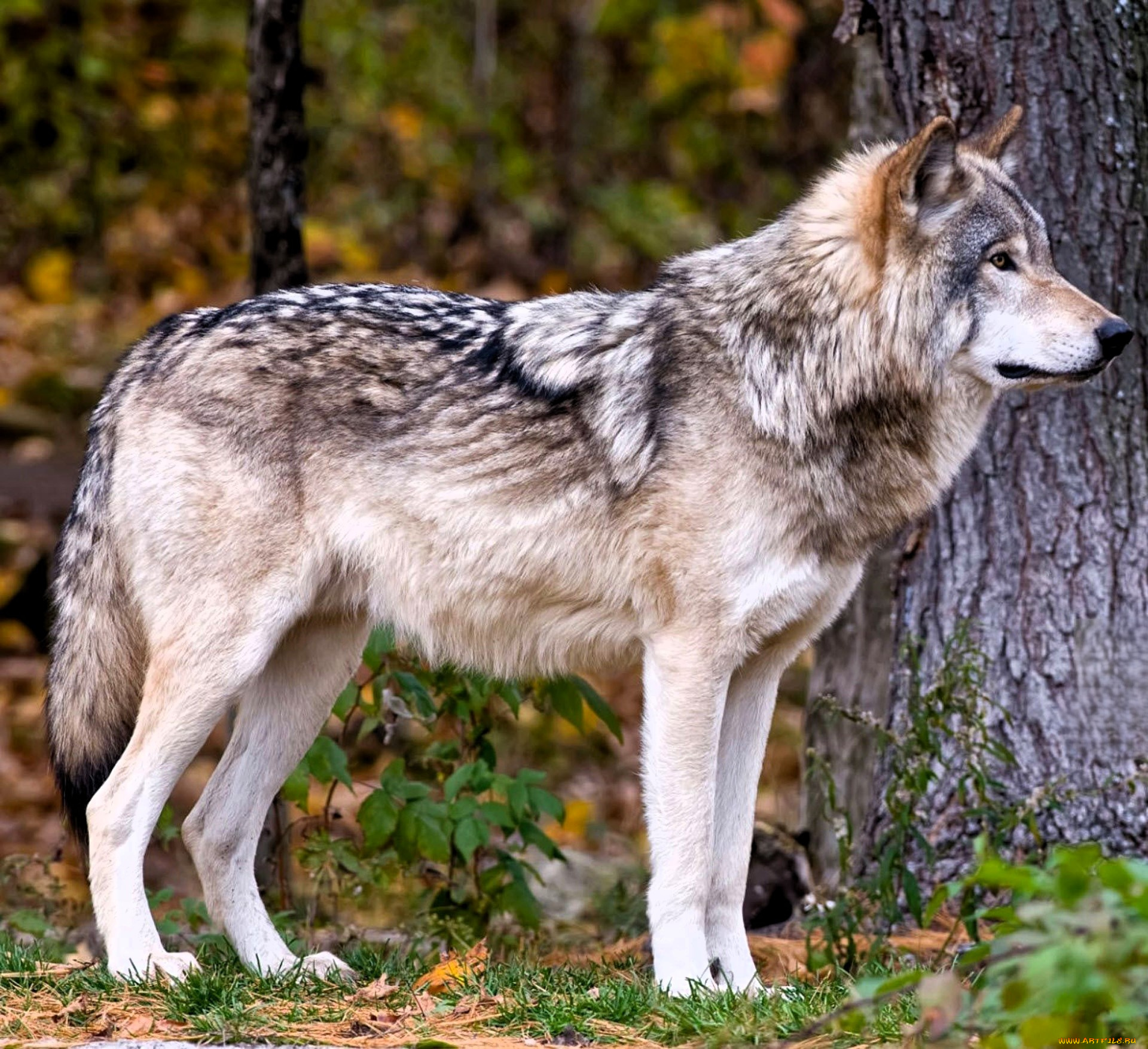 животные, волки, , койоты, , шакалы, волк, лес, осень