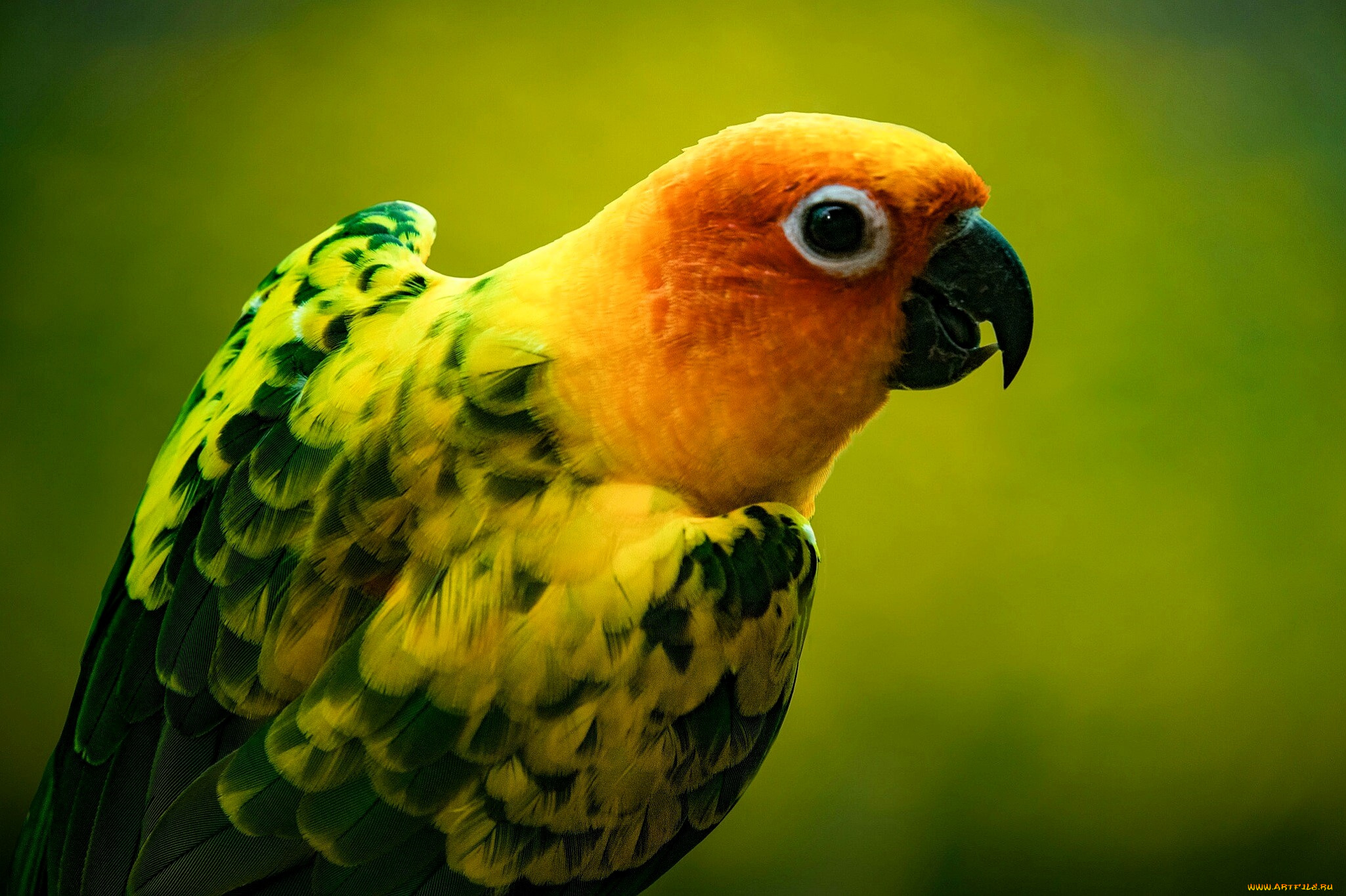 животные, попугаи, попутай