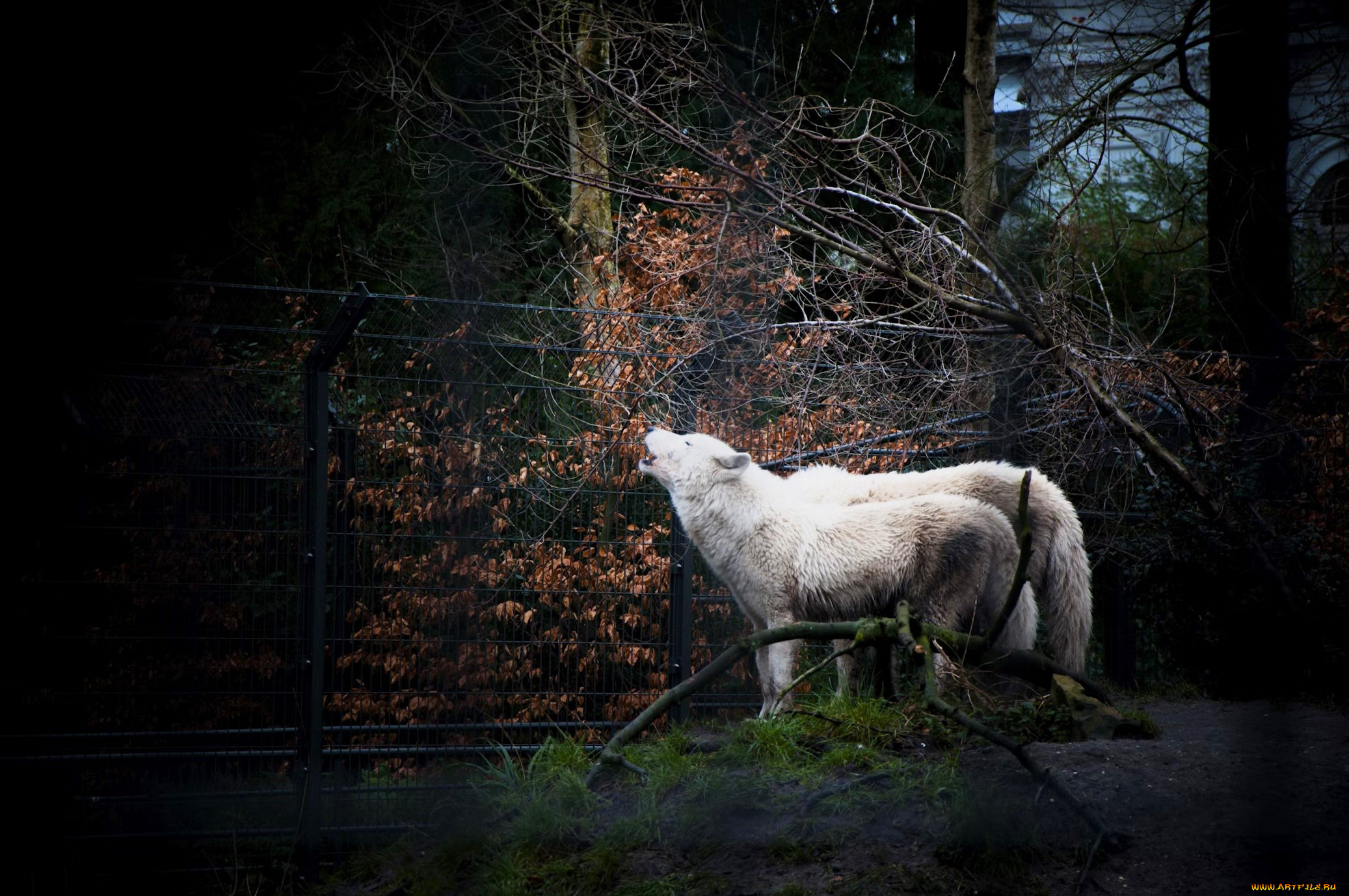 животные, волки, , койоты, , шакалы, белые, вой, забор, осень, лес