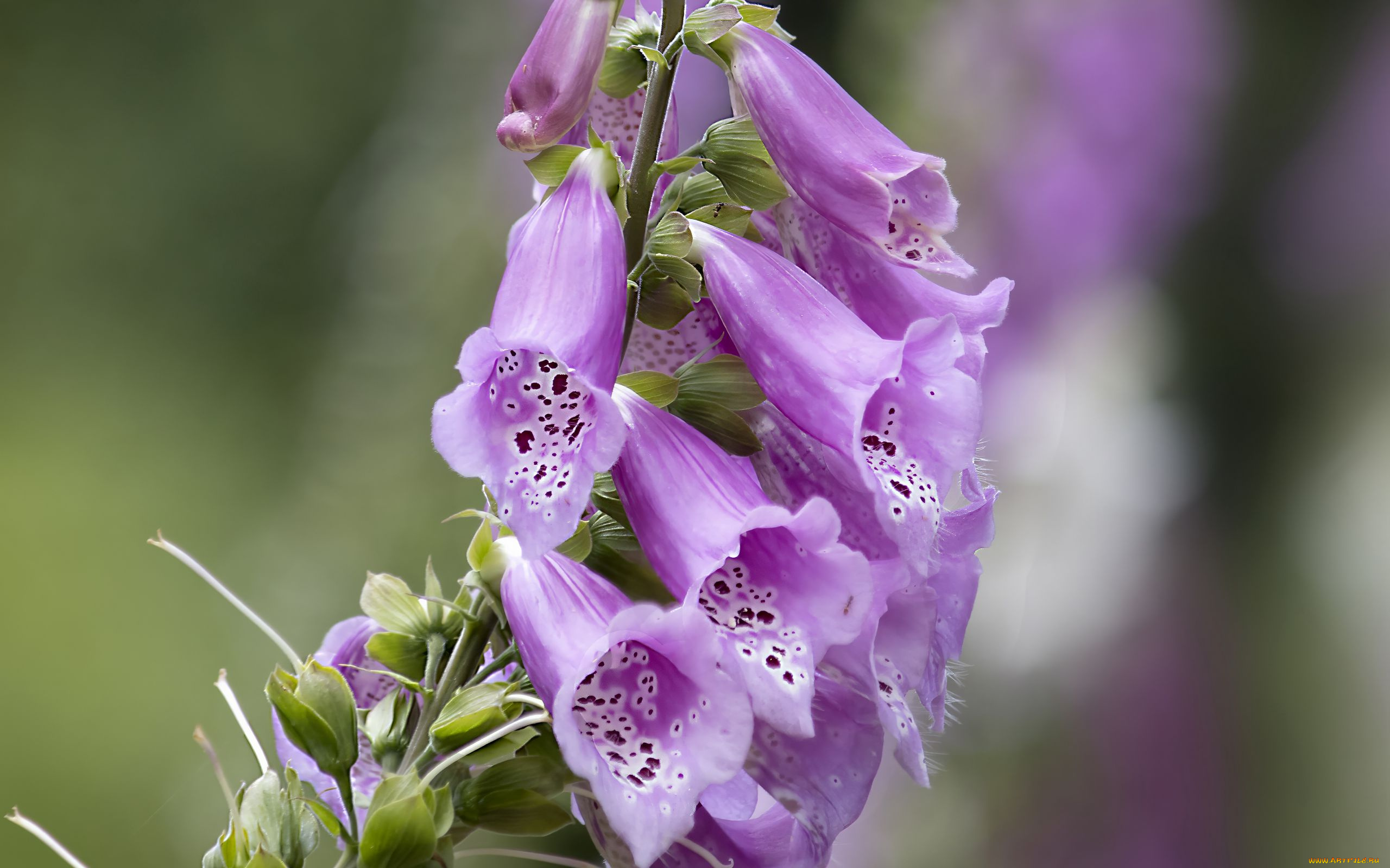 цветы, дигиталис, , наперстянка, лиловый, дигиталис