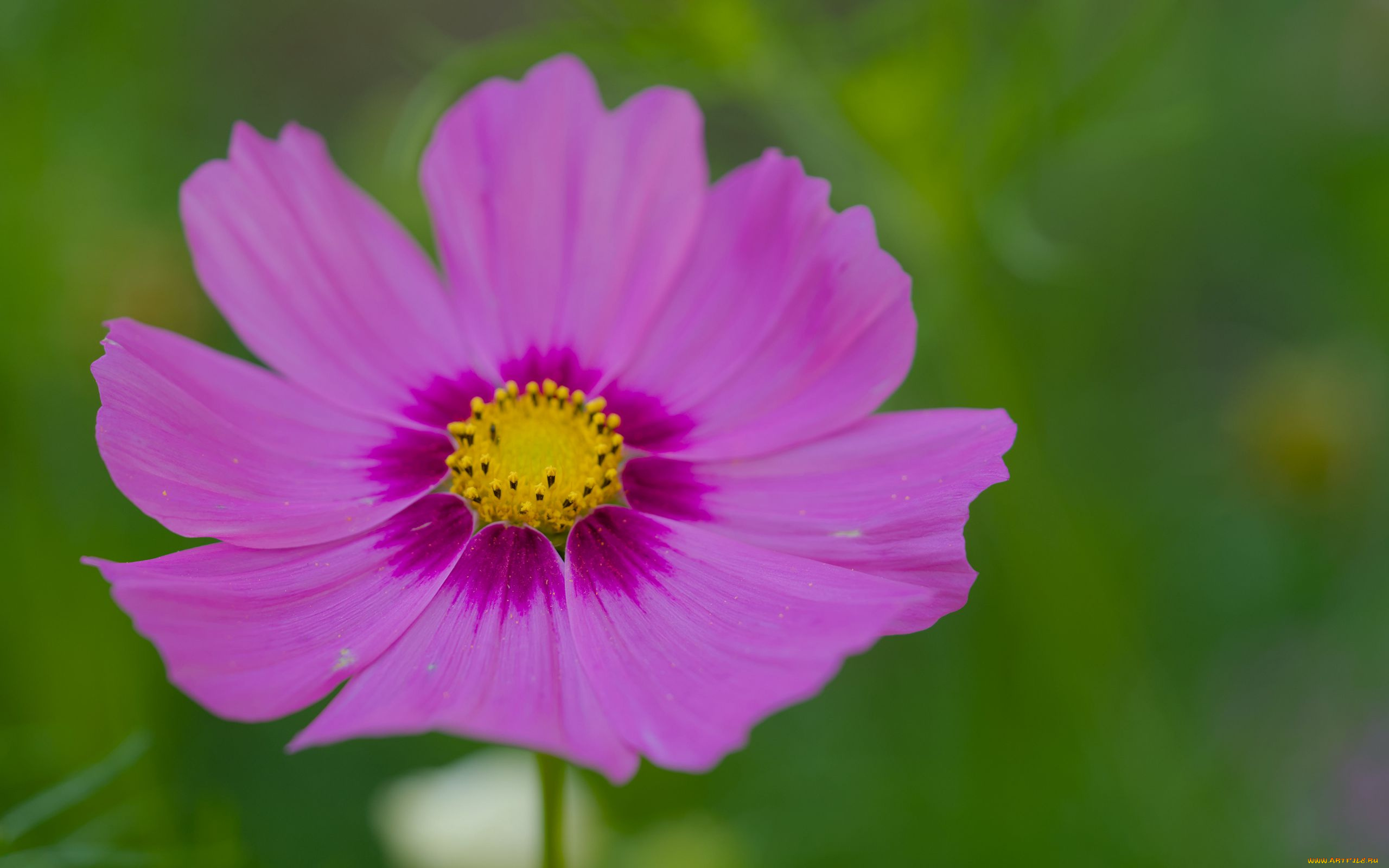 цветы, космея, розовая, макро