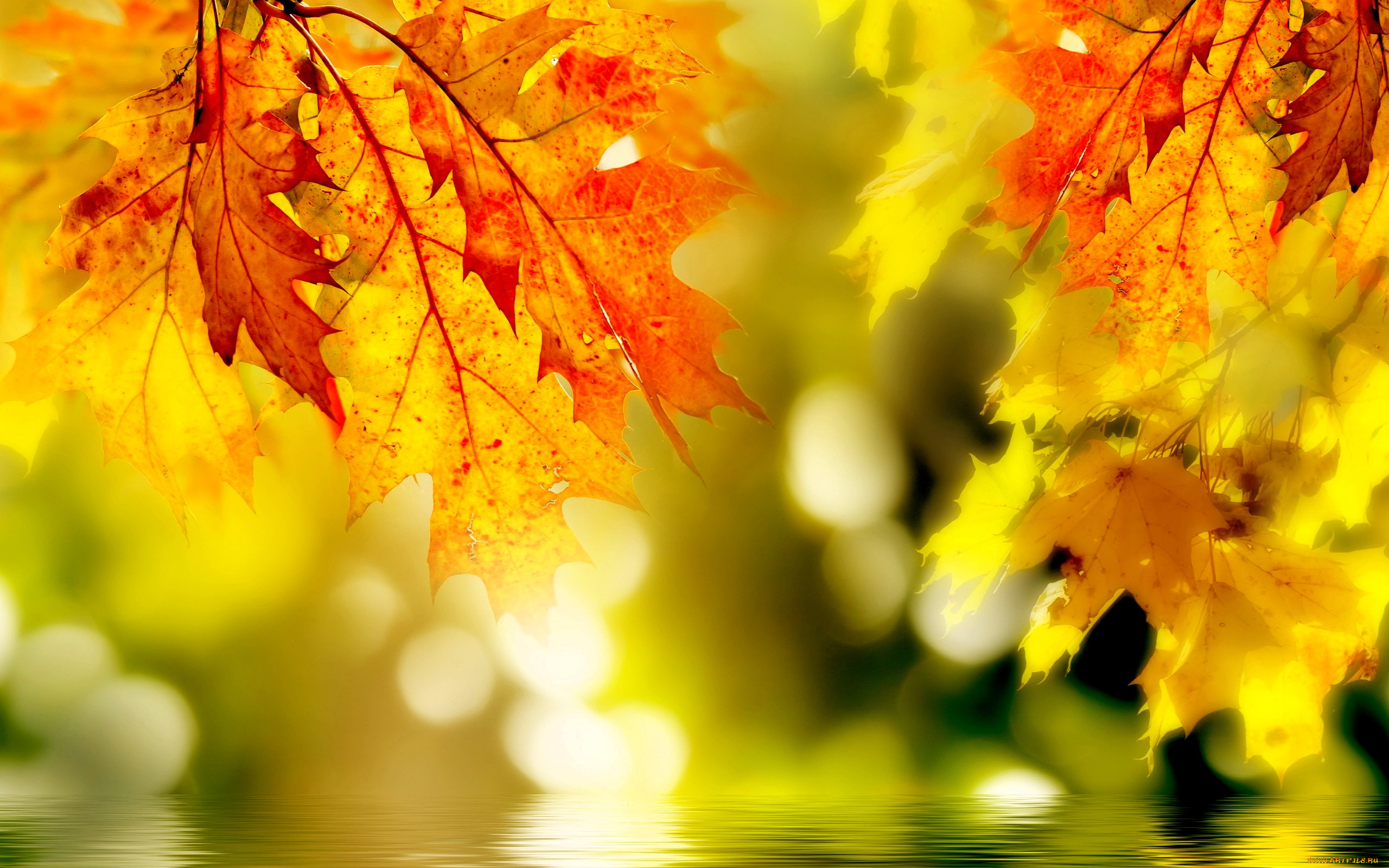 природа, листья, осень, блики, вода
