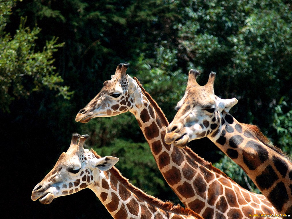 животные, жирафы