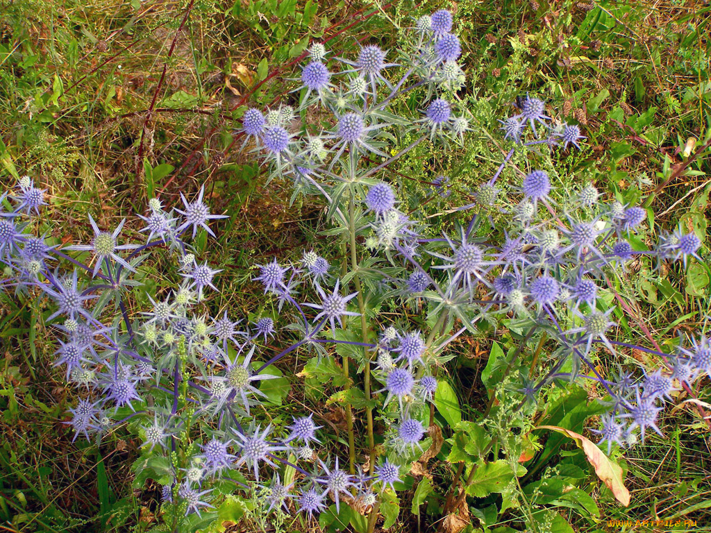 цветы, Чертополох, репейник