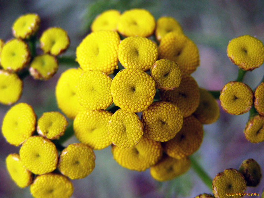 цветы, луговые, полевые