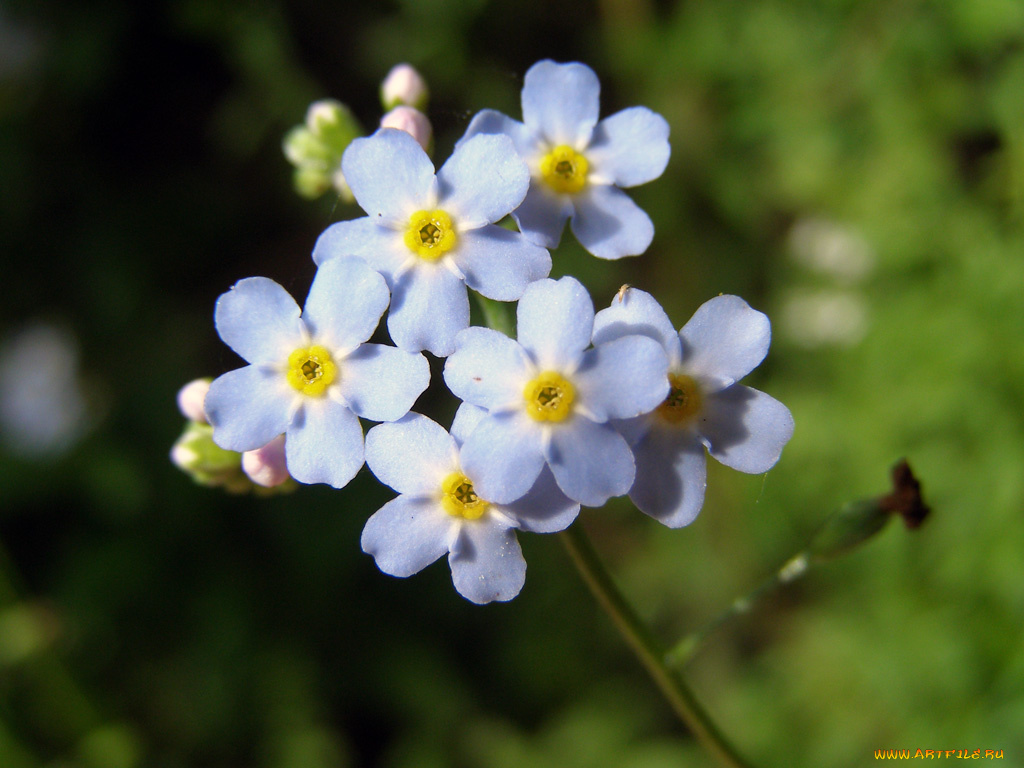цветы, незабудки