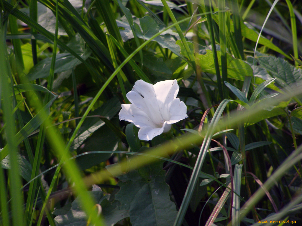 цветы, вьюнки, ипомеи