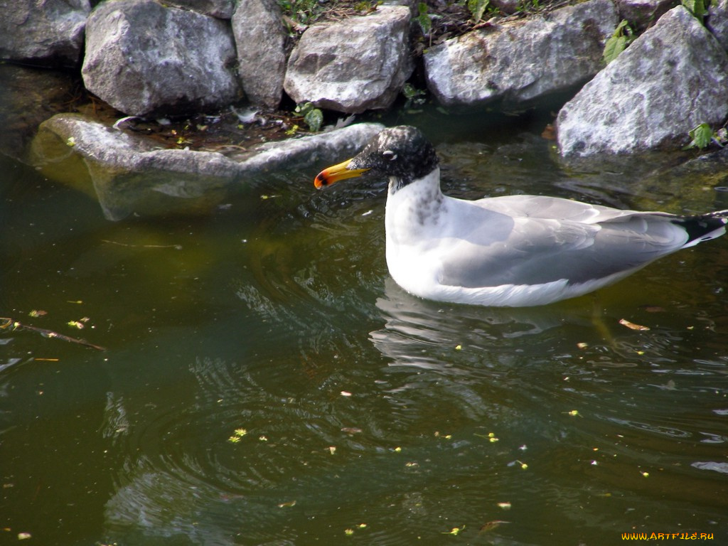 животные, Чайки, бакланы, крачки